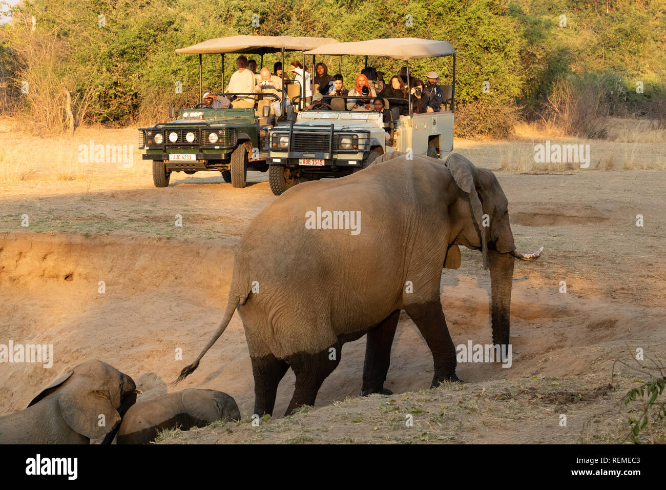Afrikanischer Elefant klettern auf der Ufer mit Touristen im Hintergrund, South Luangwa National Park, Sambia Stockfoto