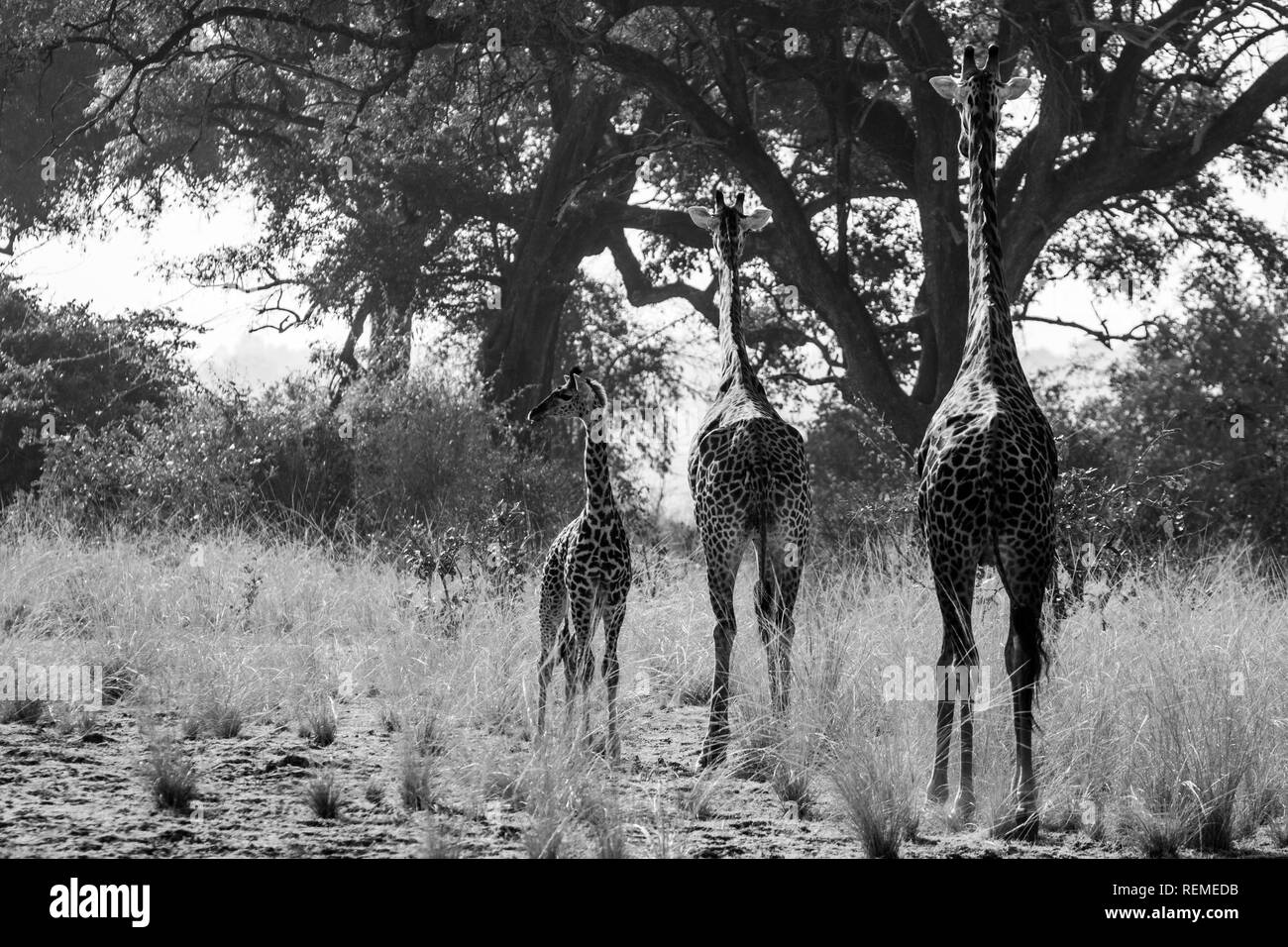 Drei Thornicroft's Giraffen (Giraffa Camelopardalis thornicrofti), in South Luangwa National Park, Sambia, zwei Erwachsene und ein Kind Stockfoto