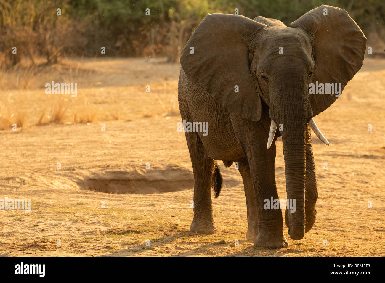 Ein junger afrikanischer Elefant Fuß in Richtung der Kamera mit den Ohren in South Luangwa National Park Stockfoto