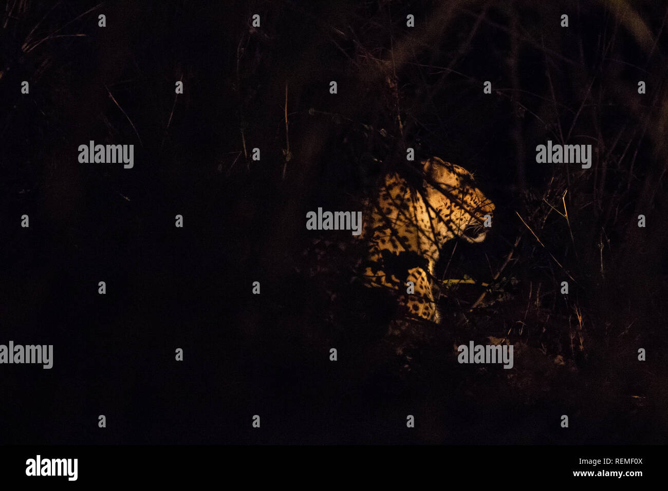 Ein Leopard auf dem Boden ruhen in der Nacht im South Luangwa Nationalpark in Sambia Stockfoto