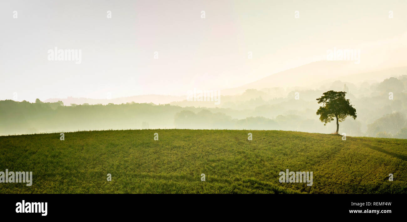 Isolierte Baum im Nebel, Puy-de-Dome Abteilung, Auvergne Rhône-Alpes, Frankreich, Europa Stockfoto