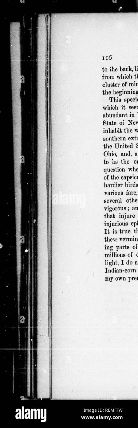 . Amerikanische Ornithologie, oder, die Naturgeschichte der Vögel von den Vereinigten Staaten [microform]. Wilson, Alexander, 1766-1813; Wilson, Alexander, 1766-1813; Vögel; Oiseaux. RED-bellied Woodpecker. An der Rückseite, ebenfalls in der gleichen kräftigen Rot als sein. In der birtl, aus denen diese Beschreibung genommen war ich ein großer Cluster von Minute Eier, um die Anzahl der fünfzig oder nach oben, im Anfang des Monats März gefunden. Diese Art lebt in einem großen Teil des Landes, in denen es scheint, oder fast so fand ich Sie nbundant in Upper Canada, und in den nördlichen Teilen des Staates Stockfoto