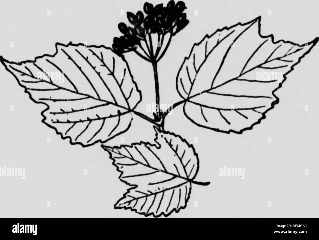. Dem Forsthaus, Handbuch, oder den Wald Bäume des östlichen Nordamerika [microform]. Bäume; Arbres. Ahorn-leaved Pfeil - Holz, Dock-makie. {Viburnum acerifolium) ein Wald Bush, x zu 6 Fuß hoch. Vor allem stellte wegen seiner Fülle an theTardw^ ds, wo es allgemein für eine junge Ahorn berücksichtigt wird. Die s yle onts Re'es es jedoch unterscheiden. Auch seine bernes Diese schwarz sind mit Klarge Linsen- förmigen Saatgut. Die Blätter 3 bis 5 cm lang.. 4 • iflili. Bitte beachten Sie, dass diese Bilder extrahiert werden aus der gescannten Seite Bilder, die digital für die Lesbarkeit verbessert haben mögen - Färbung und Aussehen dieser i Stockfoto
