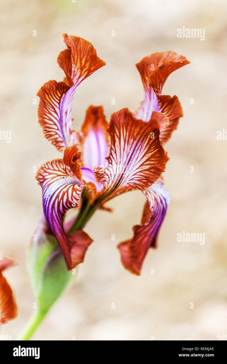 Iris Stolonifera "Schokolade" Stockfoto