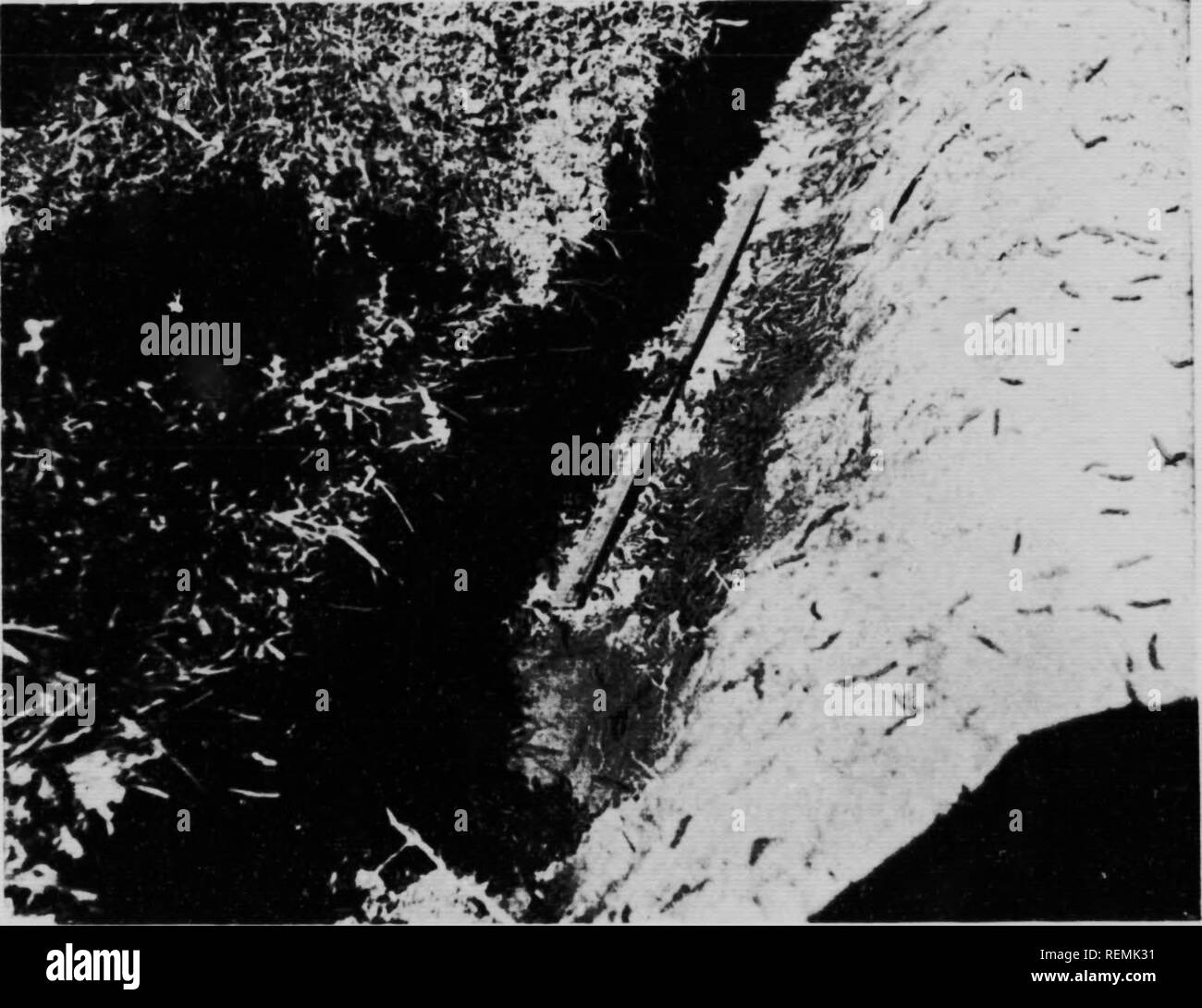 . La lÃ©gionnaire [microforme]: Cirphis (Leucania) unipuncta Haw. LÃ© gionnaires (Chenilles); Insectes nuisibles; Armyworms; Schädlinge. • 2 a;. ir: ll.1, | il-..l., li:. Lli..|| |.. lll' l.i'â â L: BIN | lli: ii|-r. Es il!.'-n, Li, t, l - hrMlhhI l'i'Il l!' ll' &gt; 'â'IMluiMi;. !.Â¢â-'ir.in.-- lMii-i i l'i • ii ci Su' ich.. ii. npri' - Iiii. mt-du m ih i-l''T'''!" - l'Aiii 'i-,.|I|Lui. ili l' (hihiri.. |, Iir].. Â Lui." 1'' l!,, r, |. , I1. S. - liiiyl.'r, |. r.; ir-.' -. Iil. inl'lu inini - ich." - iv.1." rA:: r'irultui -. 1. l't l,, l. iii. p-ur!." - ml..!.â l'. r.ini. ximvni, 'Ich |; iirl..r. Stockfoto