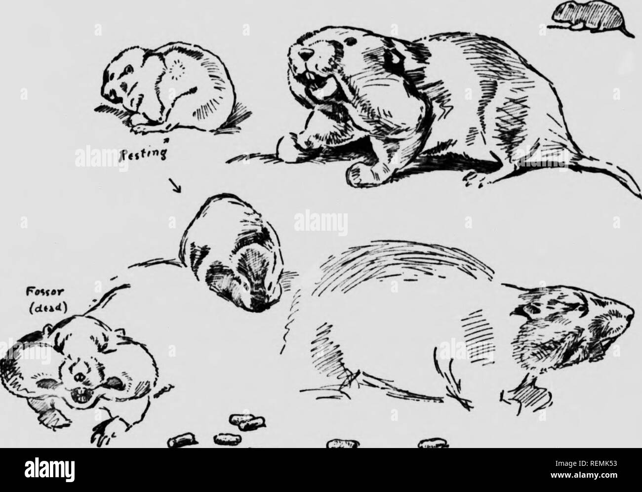 . Leben - Geschichten der nördlichen Tiere [microform]: ein Konto der Säugetiere von Manitoba. Säugetiere; Säugetiere; Mammifères; Mammifères. TlHf Fttdin^'f.&lt;: r^. cs^ Abb. t 6 a-Life Studien von Thomcmys ialpmUt. und Anfang Juni, wenn ich in der Regel zwei, ein Männchen und ein Weibchen, bevor die Zeichen der Tätigkeit in diesem Labyrinth eingestellt. Weder gesellig noch gesellig, der Gopher hat nicht viele Methoden der Kommunikation entwickelt. Gewöhnlich klingt es ist still. Wenn lebendig Es zischt, schleift die Zähne, und manchmal spricht ein wenig Heulen.. Bitte beachten Sie, dass diese Bilder aus extrahiert werden Stockfoto