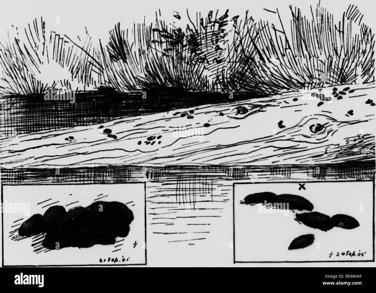 . Leben - Geschichten der nördlichen Tiere [microform]: ein Konto der Säugetiere von Manitoba. Säugetiere; Säugetiere; MammifÃ¨res; MammifÃ¨res. Bisamratte 543" Mai 17,1905. Zu-Tag als ich die Brücke am Hauptantrieb in Wyndygoul Park näherte, sah ich eine Bisamratte auf der gegenüberliegenden Bank beschäftigt, das Sammeln von Gras, und während ich leise Stand zu beobachten, er stürzte sich die Bank, offenbar in großer Eile, mit dem Gras hervorstehende von beiden Seiten in seinem Mund, und schwamm kräftig über den Pool auf das nahe Ufer, wo ich stand; er. Fio. Il&lt; âLos lhÂ "T" "U" "hvourile L'plÂ ndinÂ" "C" und "Neuigkeiten" - depoi nf igv Bisamratte. Stockfoto