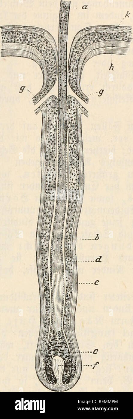 . Dr. Johannes Leunis Synopsis der thierkunde. Ein Handbuch für höhere Lehranstalten und für alle, welche sich wissenschaftlich mit der Naturgeschichte der Thiere beschäftigen wollen. Zoologie. gig. 93. 3 Intage cine § 3 tugen 6 rauen = "haaxti TOenfd^ cn; 50 mals i^ergvößert. Ein § cvnf (^ ic^t ber Spibermii^, b Ni*t l ^Er^ ornte (- Kalpig^i'fe^e)®^ ic^t ber S^^c gybermii äutcre® (^'äft ber 5 apfcnföl • migen@^^8^^ ibermi iDUd erung, fpätere äBurjels fe^ Eibe, d innere S^ic^t ber', ein^ jfentörmtgcn Spibermi § = wud) crung, fpätcrcg § Iaar, e § 5 aarpaj itte.. ^ Tg. 94. Fc Sängi^^ nitt tuxii) bie ÜBursel cineg fertigen § Aare Stockfoto