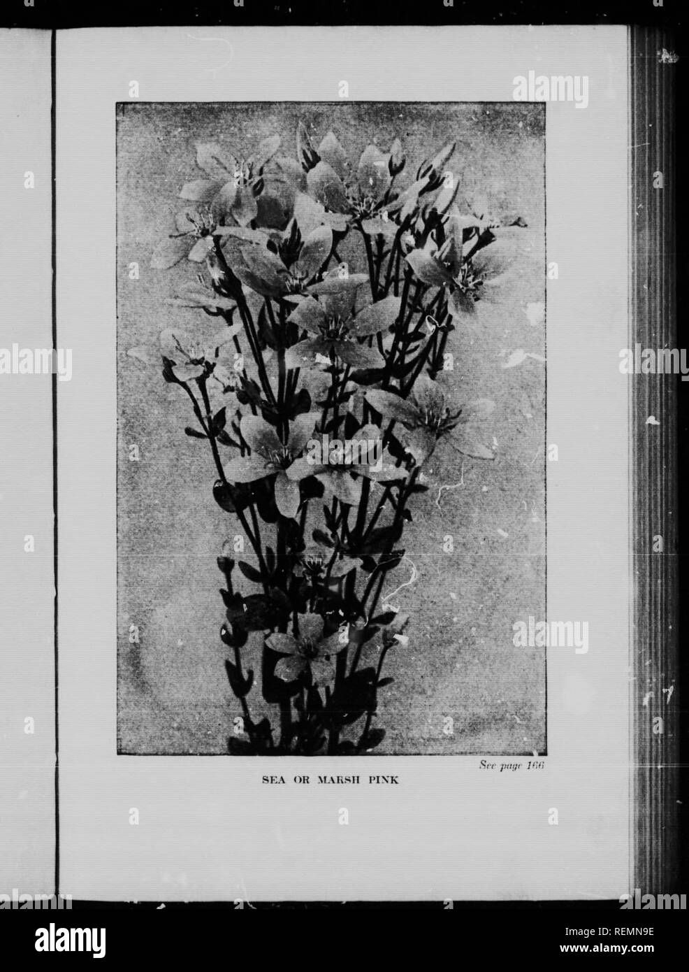 . Kanadischen wilden Blumen Wissenswertes [microform]. Wilde Blumen; Fleurs sauvages. . Bitte beachten Sie, dass diese Bilder sind von der gescannten Seite Bilder, die digital für die Lesbarkeit verbessert haben mögen - Färbung und Aussehen dieser Abbildungen können nicht perfekt dem Original ähneln. extrahiert. , Neltje Blanchan, 1865-1918; Dickinson, Asa Don, 1876-1960. Toronto: Musson Stockfoto