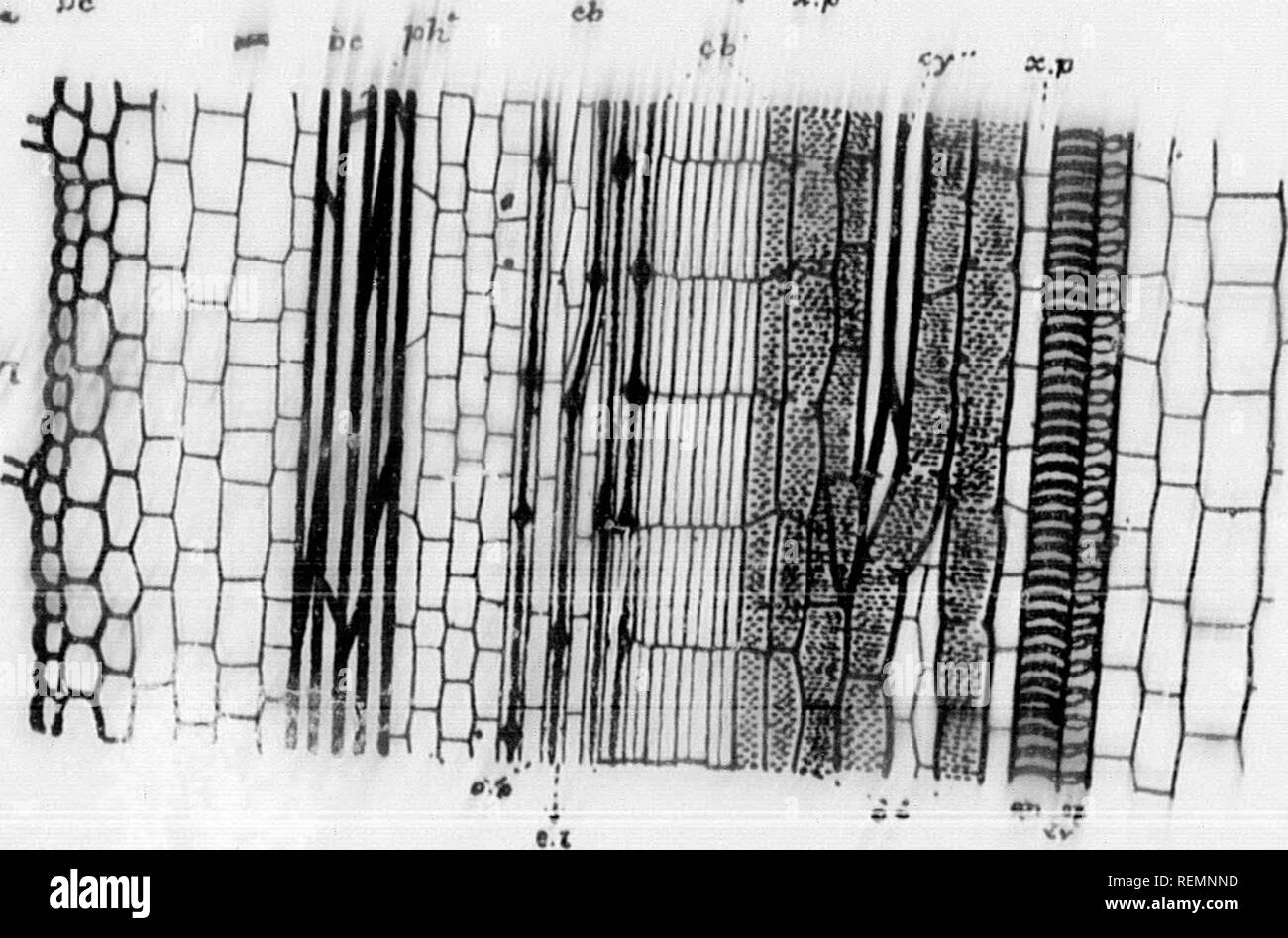 . High School botanischen Hinweis Buch [microform]. Botanik; Botanique. t^"Â"*â!' Rvi. Fiu. Bitte beachten Sie, dass diese Bilder sind von der gescannten Seite Bilder, die digital für die Lesbarkeit verbessert haben mögen - Färbung und Aussehen dieser Abbildungen können nicht perfekt dem Original ähneln. extrahiert. Spotton, H.B. (Henry Byron), 1844-1933. Toronto: W. J. Gage Stockfoto