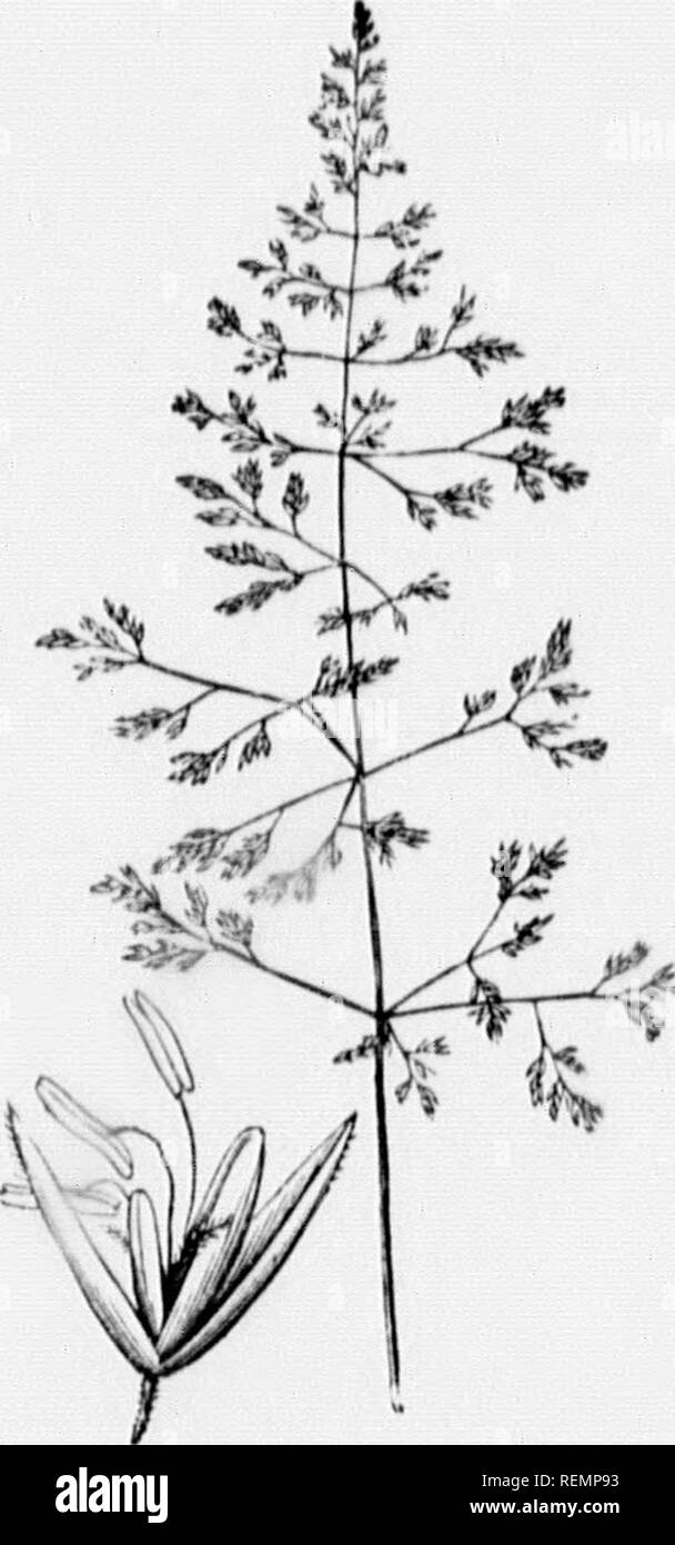 . High School botanischen Hinweis Buch [microform]. Botanik; Botanique. Ki;;;;;;;; -; ^.. F'e.237. Ki.,3 36.. Bitte beachten Sie, dass diese Bilder sind von der gescannten Seite Bilder, die digital für die Lesbarkeit verbessert haben mögen - Färbung und Aussehen dieser Abbildungen können nicht perfekt dem Original ähneln. extrahiert. Spotton, H.B. (Henry Byron), 1844-1933. Toronto: W. J. Gage Stockfoto