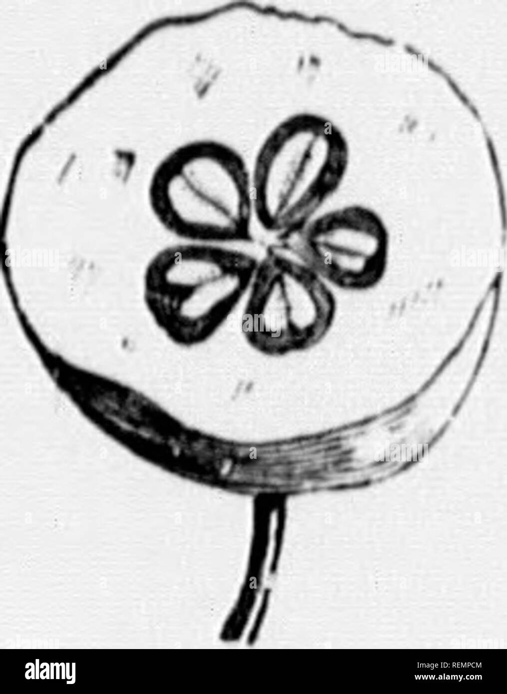 . High School botanischen Hinweis Buch [microform]. Botanik; Botanique. Fisr. 105. HOT EIN NIC A ij TEUMS. (C) Kürbis oder ich', eine lyw luoditied biTiy, luiviiiK ii Lim-d riiul, wie in Pumi. kin, JSijuash usw. (d) Po; / ((', ein flesliy s. seudocaii), die i) rodu (: t eines syn-Cai ' |) 0 uns Pi. Stil, in wliich tlio coiisists cliiolly tlcsliy Schicht von Ail vergrößerte Blütenkelch - Rohr, wie in Poar und Apple (Fi^-. (E) Aggregierte Obst, ein Geclustertes und colierent Masse der Samenkapseln, tlie Produkt einer. Ahv^ le Blume, wie in Haspe - Berry (Abb. 1!) 7). (F) Muttipla Obst, ein Geclustertes und colierent Masse der Samenkapseln, jedes carpt" der Pr Stockfoto