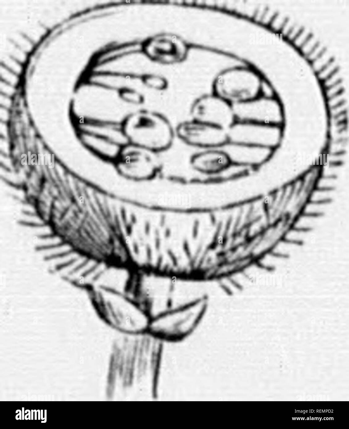 . High School botanischen Hinweis Buch [microform]. Botanik; Botanique. Abb. 103.. Fisr. 105. HOT EIN NIC A ij TEUMS. (C) Kürbis oder ich', eine lyw luoditied biTiy, luiviiiK ii Lim-d riiul, wie in Pumi. kin, JSijuash usw. (d) Po; / ((', ein flesliy s. seudocaii), die i) rodu (: t eines syn-Cai ' |) 0 uns Pi. Stil, in wliich tlio coiisists cliiolly tlcsliy Schicht von Ail vergrößerte Blütenkelch - Rohr, wie in Poar und Apple (Fi^-. (E) Aggregierte Obst, ein Geclustertes und colierent Masse der Samenkapseln, tlie Produkt einer. Ahv^ le Blume, wie in Haspe - Berry (Abb. 1!) 7). (F) Muttipla Obst, ein Geclustertes und colierent Masse der Samenkapseln, jedes carpt "b Stockfoto