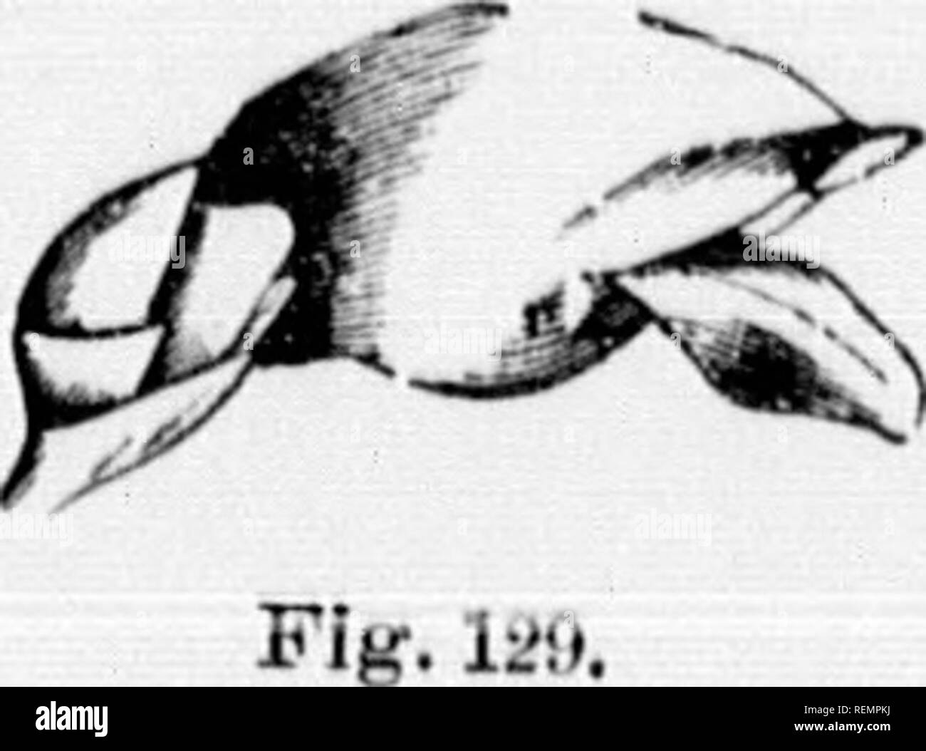 . High School botanischen Hinweis Buch [microform]. Botanik; Botanique. Abb. 125. Abb. 127.. Abb. 124. Fiy. 12 ii. Ich - 'Wenn'. 12 K. ^} li. Bitte beachten Sie, dass diese Bilder sind von der gescannten Seite Bilder, die digital für die Lesbarkeit verbessert haben mögen - Färbung und Aussehen dieser Abbildungen können nicht perfekt dem Original ähneln. extrahiert. Spotton, H.B. (Henry Byron), 1844-1933. Toronto: W. J. Gage Stockfoto