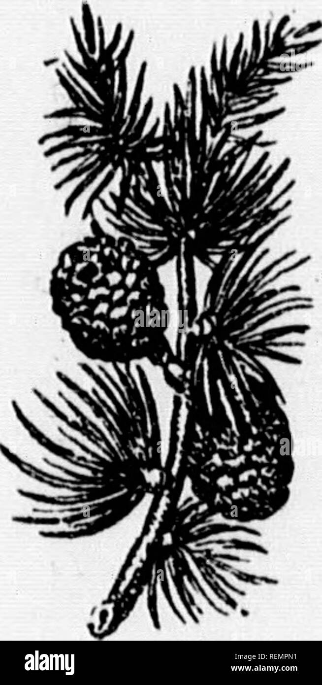 . LeÃ§ons de choses [microforme]: 4e, 5e, 6e annÃ©e. Sciences Naturelles; Wissenschaft; Naturgeschichte; Wissenschaft. 34 VIT. âParlez (hi judissandir. Le Mopani nous Patienten de l'Inde et de rAfri (| Ue; Mais celui du BrÃ©sil est Encore plus estimÃ ©; Sa couleur variÃ©e de la Nuance noisette Clair au pourpre foncÃ©, ou au noirÃ¢tre: Ses veines offrent Les teintes en Faserbänder ou en Dessins variÃ©s. Le Mopani devient plus foncÃ© quand Il est exposÃ© Ã l'air, il Ausatmen une odeur agrÃ©Lage qui rappelle Celle de La Violette. Viii. âQu'est-ce que le chlre? Le Côte ¨ dre est un bois Tendre, de Couleur rou Stockfoto