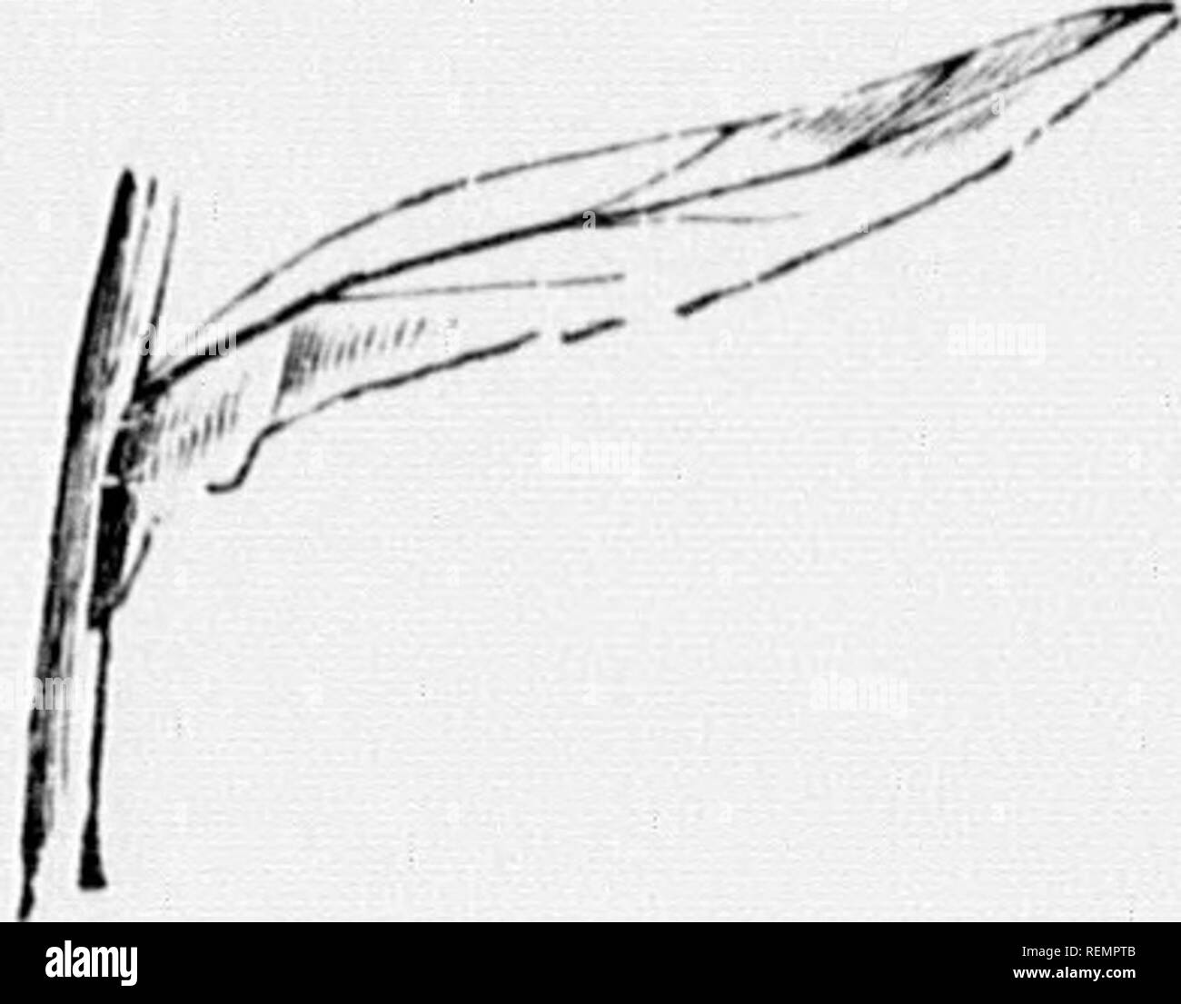 . High School botanischen Hinweis Buch [microform]. Botanik; Botanique. Abb. 89. r Fi)?. 90. Abb. ra.. Bitte beachten Sie, dass diese Bilder sind von der gescannten Seite Bilder, die digital für die Lesbarkeit verbessert haben mögen - Färbung und Aussehen dieser Abbildungen können nicht perfekt dem Original ähneln. extrahiert. Spotton, H.B. (Henry Byron), 1844-1933. Toronto: W. J. Gage Stockfoto