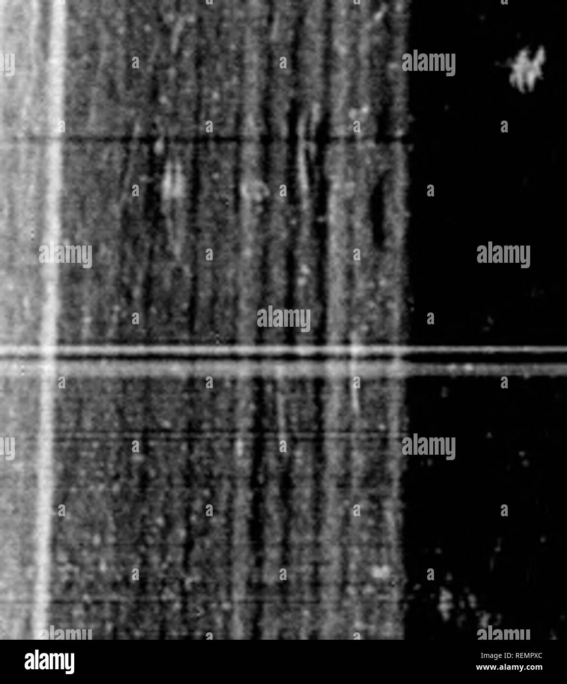 . Elementare Botanik [microform]. Botanik; Botanique. sacejK 66 ovuled CACE. E 37. centfe. RACE^ 16 1 TACE.-E 28 3 d. , VACE^ 40:. IACB^ 41 jiacejE 16 JEXCEM 13 "ACE. E13) SACÂ £ ^ 80) SACEif 5 67. GACF.^^ 80 LCACE 37 te. [DACE MXCEJE 11^12 LCACEiE 37 C. Schlüssel zu den Aufträgen. Eierstock 2-4-celled. Kelch - Lappen minute oder veraltet; Petalen valvate. Vitacf^ Kelch 4-5. cIeft, valvate in der Knospe; Petalen Evolvente. Rhamnace^ Staubblätter nicht mehr tlutn doppelt so viele wie die Blütenblätter, wenn der Rost die Anzahl der Blütenblätter dann abwechselnd mit Ihnen. vii 49 48 45 2 85 85 3 1. Kelch aus dem Eierstock, d. h. die Eierstöcke, die Stockfoto