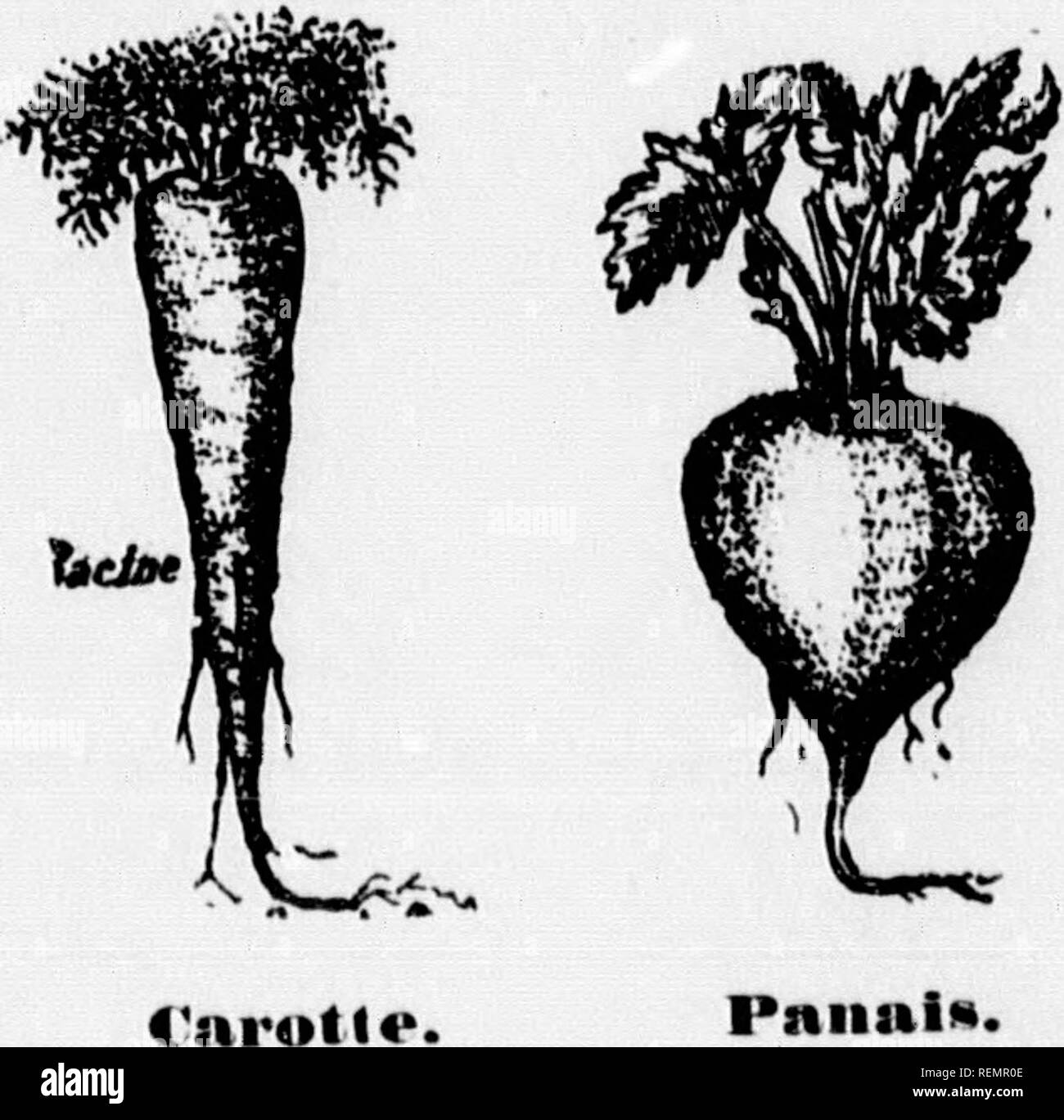 . LeÃ§ons de choses [microforme]: 4e, 5e, 6e annÃ©e. Sciences Naturelles; Wissenschaft; Naturgeschichte; Wissenschaft. Â ¬ Regen "ilariUK 'e.l'ur^^ ier. (XllLâQh' Seife la famille des ridnacÃ © es? Ich Cette fumille Seife des plantes herbacÃ © es (Les^ fu-lnistes et des Arbres. Auf trouve dans cette tanulle la:;} 4 Arance, l'arbre À quiniiuina et1 (Ã ¯ Café ier. Ich La Garance est une plante 1 herbacÃ © e cultivÃ©e dans le Midi" Ã ¯ (Le la France pour sa Racine qui fournit une Belle couleur Rouge. Ich L'arbre À quinquina Est-'â Inaire du PÃ©rou; Sohn Ã © corce est f considÃ©rÃ©e comme le plus puis-I Stockfoto