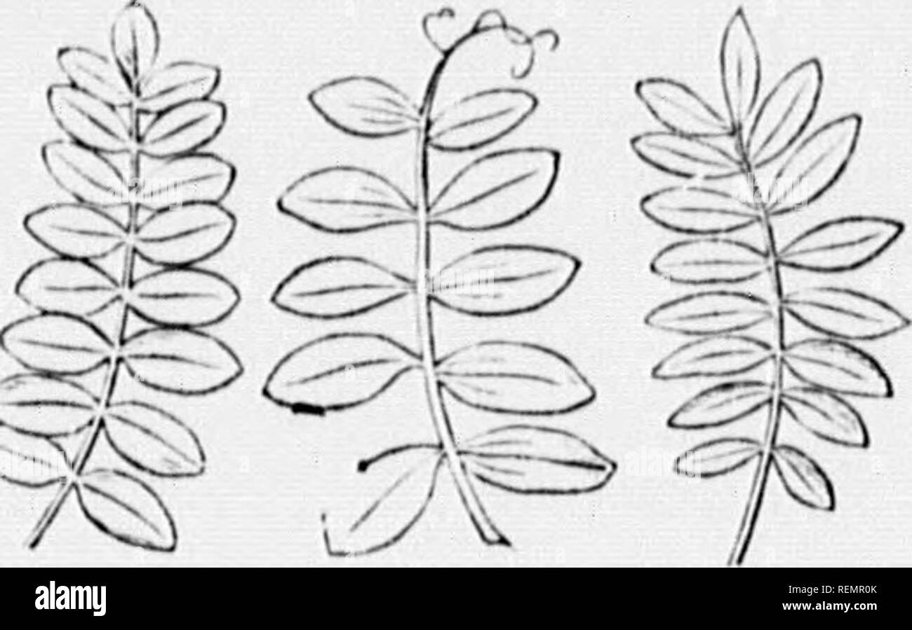 . High School botanischen Hinweis Buch [microform]. Botanik; Botanique. n tlic liliulo ist in zwei oder mehr jjicces, wliicli iir (^ tlicn bekannt als Inaflefn. Ein Mittel, das Blatt ist (a) P/iitiafr: wenn tlie Merkblätter sind auf ea (h Seite o £ eine zentrale oder mittlere Rippe geordnet; und sncli einen gefiederten Blatt wird ungerade sein - piniiafe, wenn es eine ungerade Merkblatt am Ende (Fi-ist. 3. "i); abnipthj. piuudf,; wenn es keine endfieder (Fif?. • "5-1); und mit einem puuiafc tcmlril Wenn die Mittelrippe endet in einer Ranke, wie in Erbse, etc. (Abb. ^ T)). Noch einmal: das Blatt ist pinnafe twirc - Wenn der primäre Divi-sion sind selbst], inmtto Stockfoto