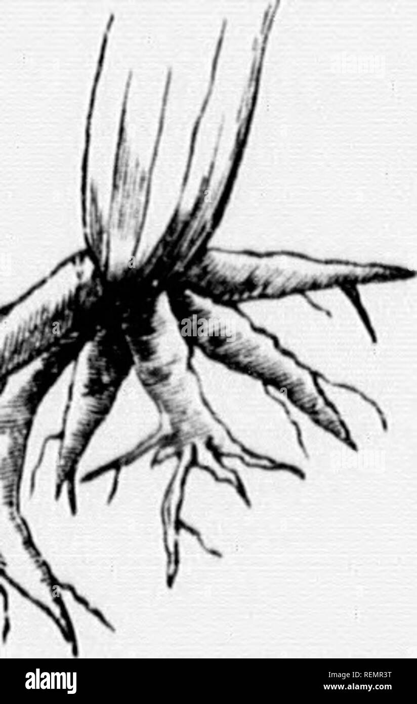 . High School botanischen Hinweis Buch [microform]. Botanik; Botanique. - Ein "'-y Fiy. 2. Ich" - ifc'. 1. Abb. 7.. IIOTAMCAL TEH MS. Position. SuiiTioUHANKAX: wlicii. ", Ist krank Die meisten Stöcke, tlia Wurzel ist imdcr -^ rouiid. Akuiai. : Wlicii tlio Wurzeln spriii^,' von Tlic Seiten der iho Stammzellen über k1') iiii.1. Wie in I'oisoii ixy. Die Wurzeln verwendet Fell climbiiii ;-; Ami in der Indischen (/orn. AgcATic: wenn susiieiided im Wasser, wie in Wasserlinsen. Dauer. A. NMAl,: hist Inj; eine Saison nur. l) Li: MAi.: histiiii; zwei Jahreszeiten. Peuenniai,: hist in-vrar nach biegen. Klasse. Der Stiel. E. () (iEoir. s (oder DicdTYi. ioi. dxoiJs): w Stockfoto