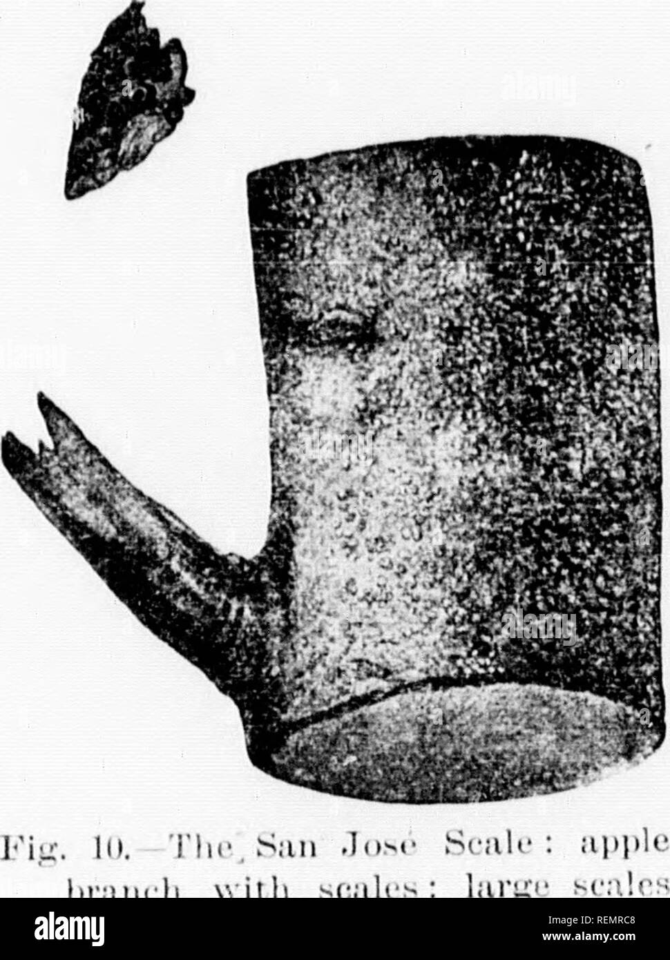 . Die jüngsten Ergänzungen der Liste der schädlichen Insekten von Kanada [microform]. Insekten Schädlinge; landwirtschaftliche Schädlinge; Insectes nuisibles; Ennemis des Kulturen. 218 ROYAL SOCIKTY DES t'ANADA forcr - Immi. s Eine. l Keine/zlrs, ^^Uu^^ ni Igv-u^r ermöglichen wird.. ich 'a mmiimim, | uanlily I&gt;' ein suitaM." iii - rdiri. lc., so dass im Verletzung kann 1 h' donu l.y es 1,1 die Inlia-v MvatiMl, 'vliilr an llic gleichen imic Ilic maraiulino - Insekten sind (Irstriiycil. Tlu' San.) n&gt;{'Sralc (0,1&gt; â-)/ (//"/ ('^ ii&lt; - niiri, K&lt; tis, ('(. iiistk.). âl-'ry Obst sliiiipcrs in 18 T;!. Aus dem jiiace in Kalifornien tirst wliere Es War n Stockfoto