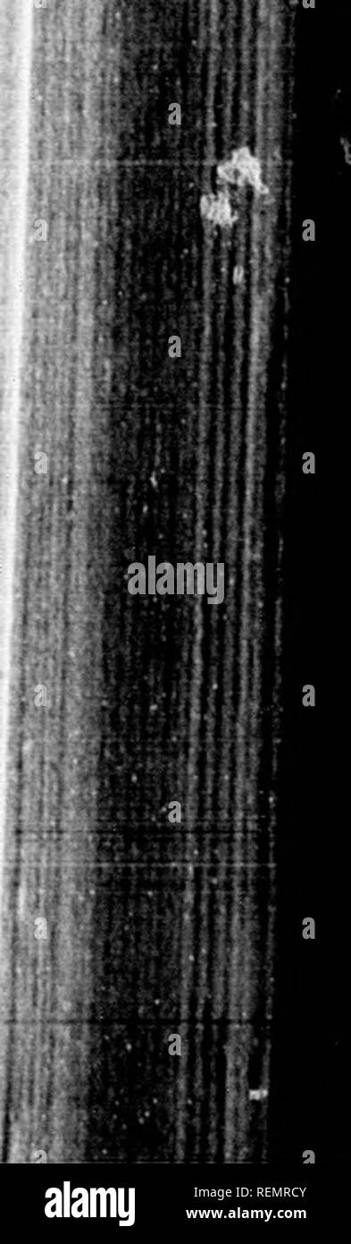 . Elementare Botanik [microform]. Botanik; Botanique. las die drei ibove der Freien eine bescheidene - Bee ist der Stil, Ich ^Er ist r-fly {Rhingia irms stehen, fällt - Seg-nicht kriechen nsect Besuchen ilights auf der uter fällt unter eine der berührt angepasst mit und zweitens Les seine Zunge:, saugt die 3 aus dem nicht berührt ct, da ^e, hdraws. Im If-bestäubung llustrate das wers bogen sie nach Linate. nt-Kreise der beiden "Bee-I [Dig up) bserve der: Alten.] structed auf ag: p; j+;}e fällt - sind nicht so Band-wie, ORCHIDACE/E ORCHIDACE^ (Orchideen) 75 i - T,, petaioid. Üblichen Stockfoto