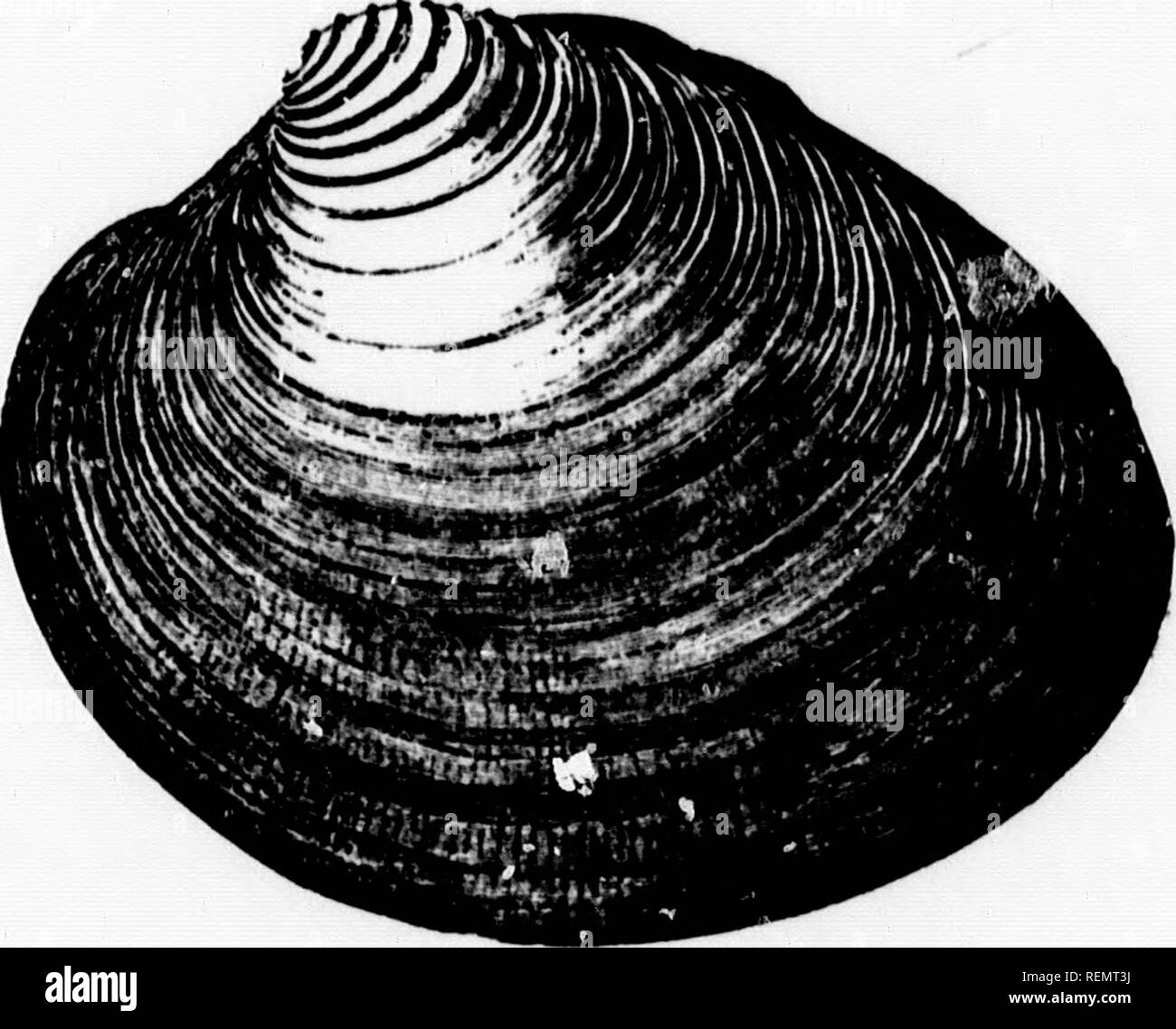 . Die wirtschaftliche Mollusca des Acadia [microform]. Muscheln; Zoologie, wirtschaftlichen; Mollusques; Zoologie Ã©Conomique. für die ECOXO. MIC MOLLUSCA DES ACADIA. 8 (f18 offensichtlich gemeinsame im Golf von St. Lawrence, von Chaleur Bay bis Cape Breton. Merkwürdig ist jedoch, dass es wie alle rund um die Küste von NovaScotia, wenn es sich um völlig Unbekannte auf die Bucht von Fundy Küste von New Brunswick, gemeinsame gemeldet werden sollten. Es ist wahrscheinlich zu Fo'und überall dort, wo die Auster lebt, und ein wenig mehr Hardy, cccnrs eher über die Grenzen Siegfriedundroyfanclub, "/flT"?'''^f? ^ "gut für alle oysterme bekannt Stockfoto