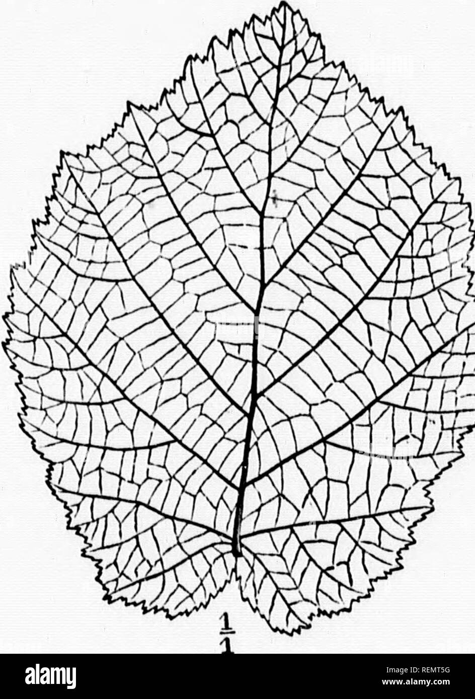 . Elementare Botanik [microform]. Botanik; Botanique. Ich 6 Blätter - Blätter (III.) BLADE oder LAMINA. Die Blades von Laub - Blätter weisen große Unterschiede in Form und Größe. In Form der Lamelle in der Regel eine flache Platte ausgebaut oder bandartige Struktur; aber es weist alle Variationen von der schmalen Kanüle der Schottische Kiefer auf den kreisförmigen Scheibe des Tropccolum. Die Apex können in eine feine Spitze oder Ende unverblümt, oder sogar in eine Einbuchtung kündigen gezogen werden. Die. martjfin ist noch {Gesamte) oder ungleichmäßig (Zahnriemen, sah - wie, überbacken, etc.). Äderung der Spreite. Die Substanz der Klinge wird durch v Verfahren Stockfoto