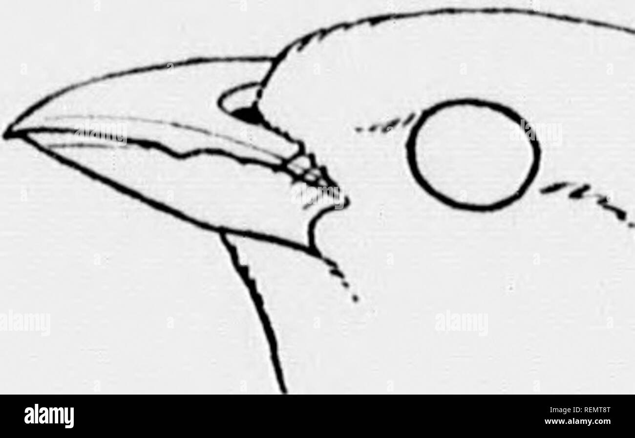 . Vögel von Dorf und das Feld [microform]: ein Vogel Buch für Anfänger. Vögel; Oiseaux. Fia. 91. Bill der Tanager. hören, dass die meisten brillante Der nordamerikanische Vögel, die Scarlet Tanager. Es kann nicht leicht sein, ihn zu finden, * für die Migrationen, obwohl er oft in "niedrigen Büschen, Hi gesehen wird. s wahl ist in der Regel für die massiven grünen Wipfel. Sein Lied ist der beste Anhaltspunkt, denn es laut ist, Schwingen-i) endulum Song, âlike der grosbeak's, nur weniger sanft gerundet, âand, indem man seine Richtung, als der Vogel über bewegt, können Sie mindestens ein flüchtiger Blick seines Glühen - ing COA-Verriegelung Stockfoto