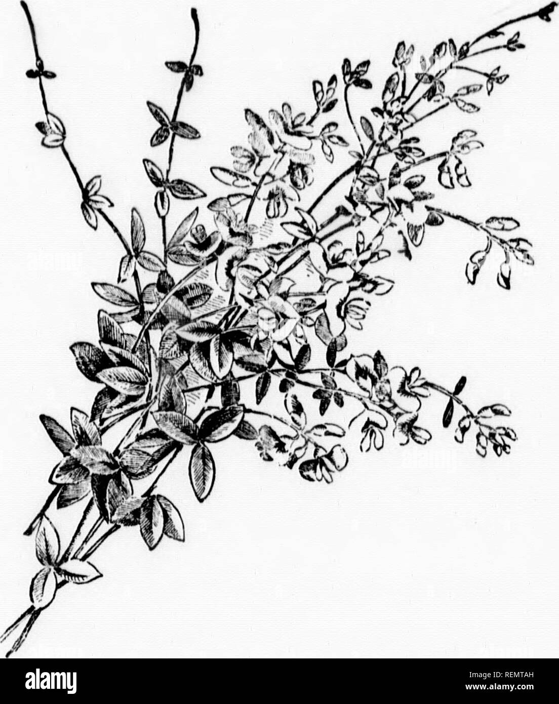 . Ein Leitfaden zu den wilden Blumen [microform]. Wilde Blumen; Botanik; Fleurs sauvages; Botanique. JIL. Anlage. Zeit der Blüte f spät suiHHitr. Kelch: von fünf nad J von fünf pet-e an der Basis; die, die einige sind ein. Po, L-flach. , Linear, sensible Bewertung ein Club-: ar, als ob e sich, urally associ-t, die in den grossen Spätsommer serviert, perfekt. Die 3 us-Funktion. ; Von BLOOM tdearly Herbst. f fünf ungleichen Nited. Griffel: Paare von oval,. • Stout; grünen. t Schutz der wachsenden in sanften Grün senkt Har - aber Fancy les seine. Platte CXWII. BUSH CLCVtR. Les/&gt; af.. aprocu, "ich". (245). Stockfoto