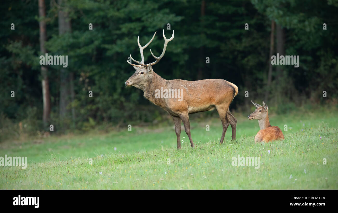 Red deer Paar auf einer Wiese mit Wald im Hintergrund. Stockfoto