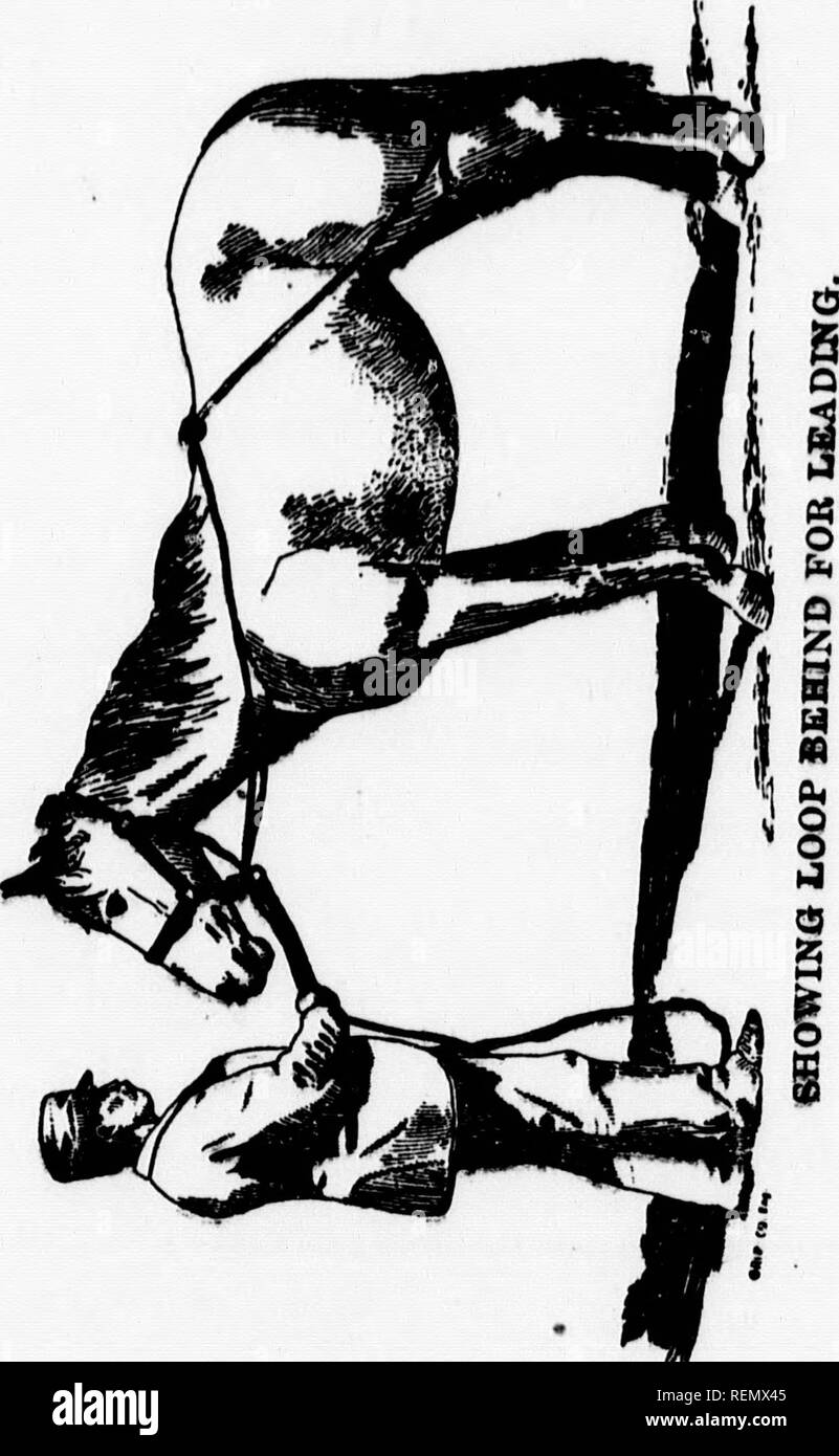 . Ein neues System der Horse Training, oder, Pferd Ausbildung [microform]: Wie von Prof. H.D. Lehrte Pinsel, Fingal, Ontario Pferde; Chevaux. "----^------- t der Hüfte; "Komm, der Stimme, an Jerk ou tlie - [liebkosen, ihn zu bewegen, le alle Sie re-) und zu den Bewegungen, s; whenev:) r&gt; folgen Sie Position, sagen wir, ihn erking, akzeptieren wollen, und le Betrieb Ihrer Seite. Wenn die Antwort der n durch eine Sul - autsch) des nt, die 'e, Sir", und R/7 ein "IIOIISF^ mUCATOR. 81 einem scharfen Riß die Peitsche um den tovo Beine wenn er nicht gehorchen, und Tef^ch ihn in diese Richtung zu kommen. In einem sehr kurz. (Kalk wird Yon te Stockfoto