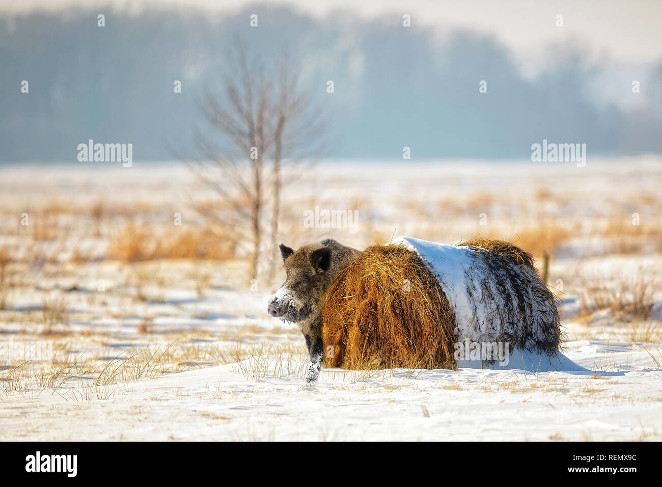 Wildschwein im Winter Landschaft in der Wildnis Stockfoto