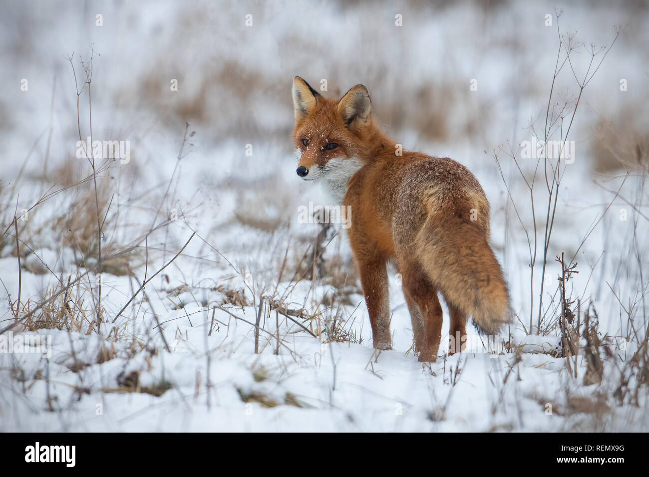 Red Fox, Vulpes vulpes, auf Schnee im Winter. Stockfoto
