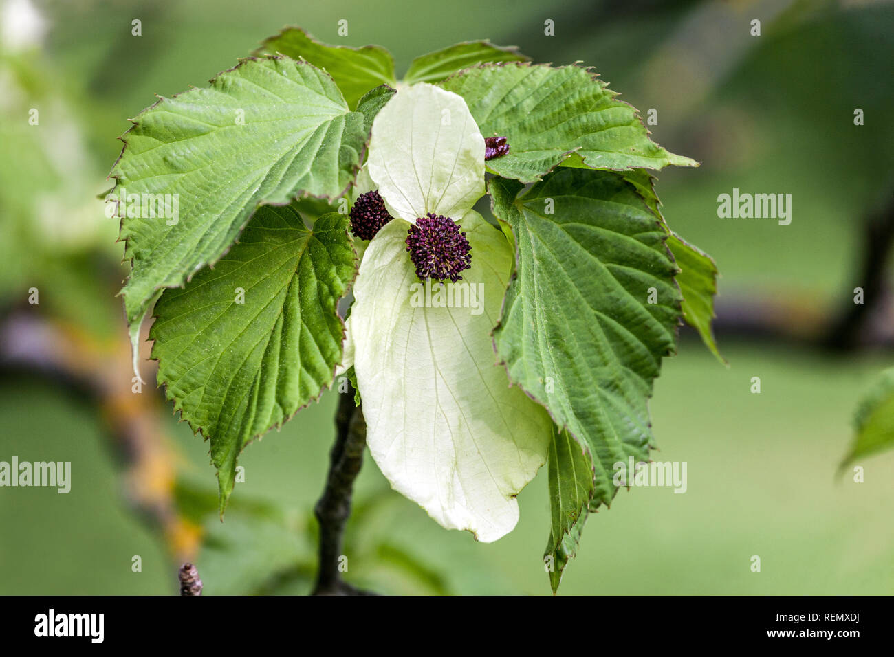 Taube Baum, Rinde involucrata var. vilmoriniana Stockfoto