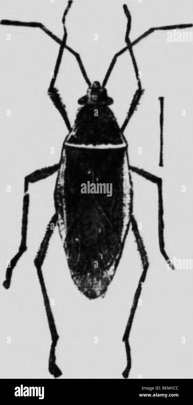 Aus der Datierung von Pollen-und Käfer-Fossilien