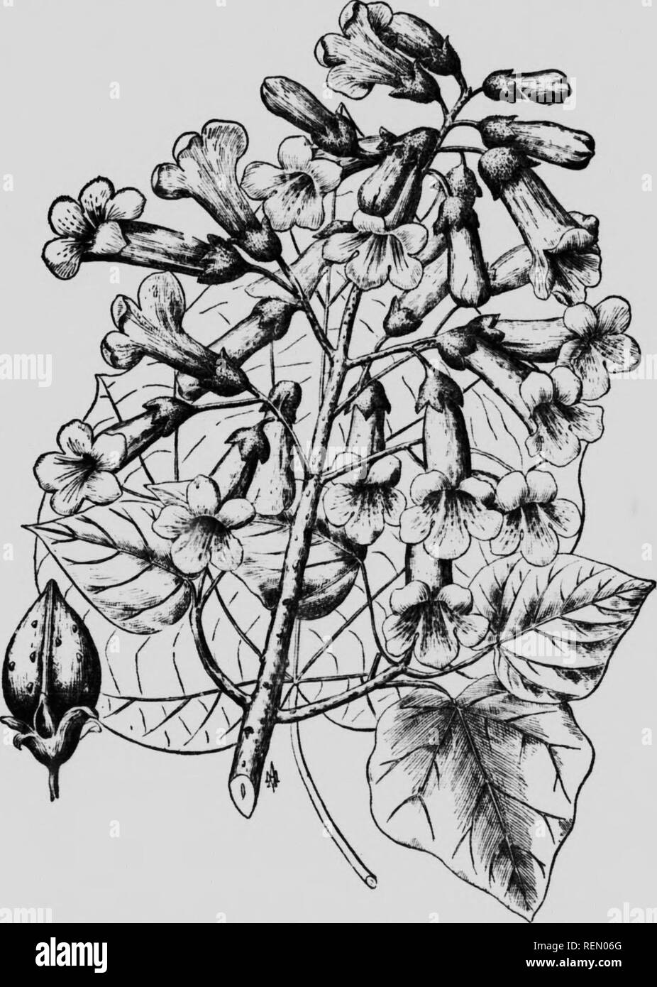 Paulownia Imperialis Stockfotos Und Bilder Kaufen Alamy