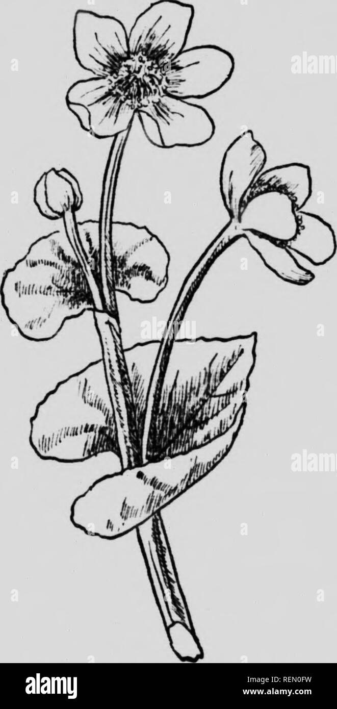 . Unsere frühen wilden Blumen [microform]: Eine Studie über die krautigen Pflanzen blühen im Frühjahr in den nördlichen Staaten und Kanada. Wilde Blumen; Botanik; Fleurs sauvages; Botanique. CROWFOOT FAMILY Pistil.- Fünf fruchtblätter bis zehn, Reifung in Viele-Follikel gesät. Die Bestäubung durch Insekten und Bienen. Nektar - Lager. Antheren und Narben reifen zur gleichen Zeit. Cdltha paliistris ist nicht ein. Ringelblume, und noch weniger ist sie ein Schlüsselblume, aber beide Namen bezeichnen. Der indianische Name Onondaga", heißt es in den Sümpfen blüht", ist das Beste, wenn wir nur unsere Gedanken machen könnte, es zu verwenden. Die englische Spezies ha Stockfoto