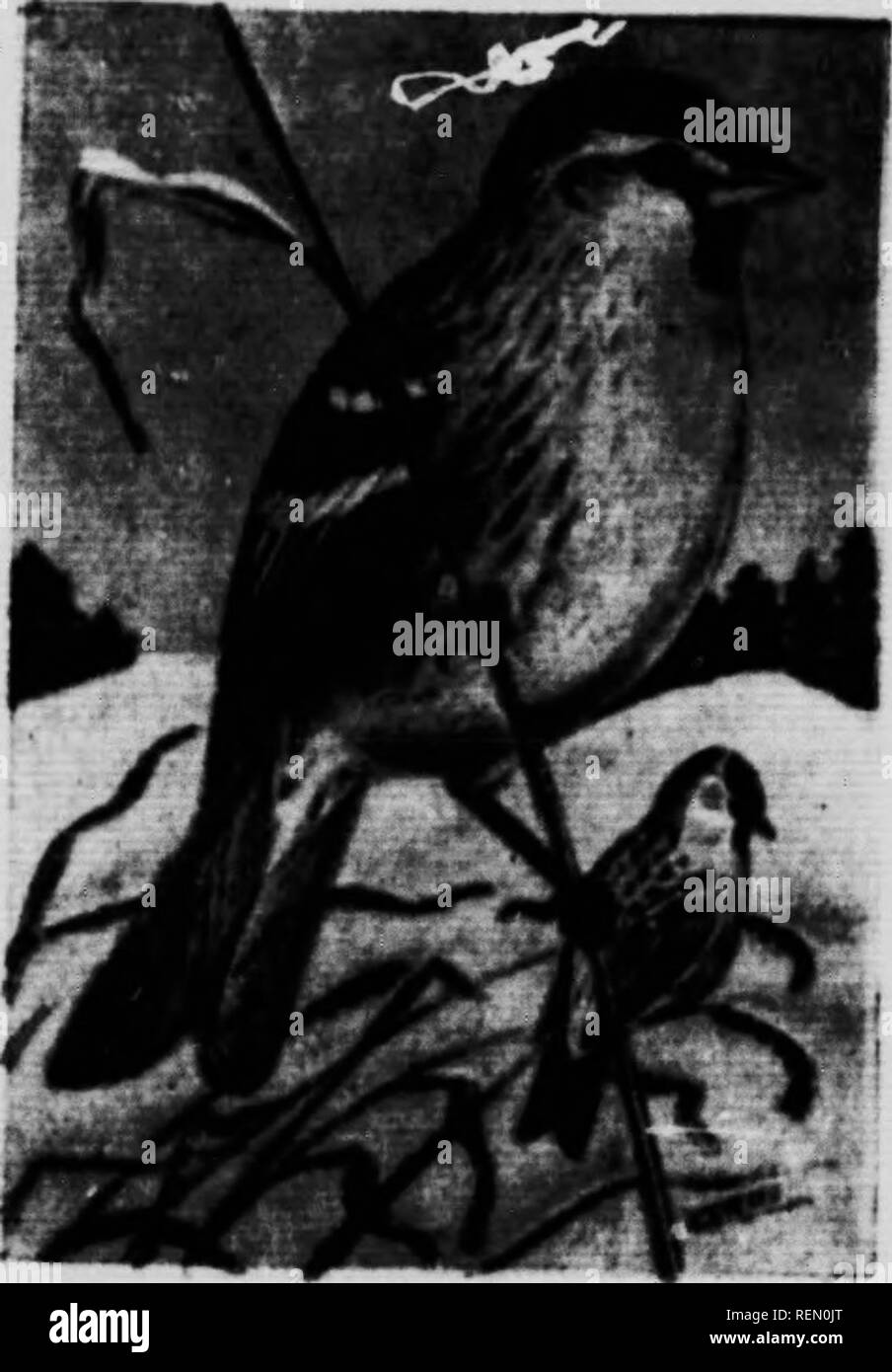 . Die kanadische Vogel Buch [microform]: Zur Veranschaulichung in natürlichen Farben mehr als sieben Hundert nordamerikanische Vögel: auch mehrere hundert Fotos von ihrem Nest und Eier. Oiseaux; Vögel. Das HOCKEN VÖGEL. Redpoll 588. Redpoll. Aranthu linaria linaria. Bereich. âBreeds innerhalb des Polarkreises; Winter südwärts nach New York, Kansas und Nord-em Kalifornien und beiläufig weiter. Diese Sorte ist ähnlich wie die letzte, aber mucn Jf Wenn'' "^" •*' â'" "P""""*" mit schwärzlich Streifen auf. Diese schönen Vögel oft mit im Winter met, Fütterung auf Samen ^. o' das Unkraut Stängel t Stockfoto