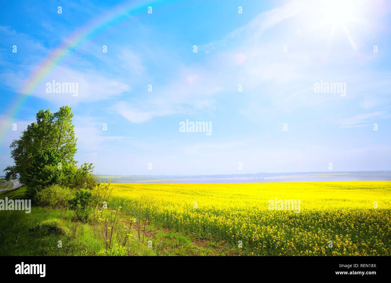Frühling Landschaft Hintergrund; gelbe Blume und blauer Himmel Stockfoto