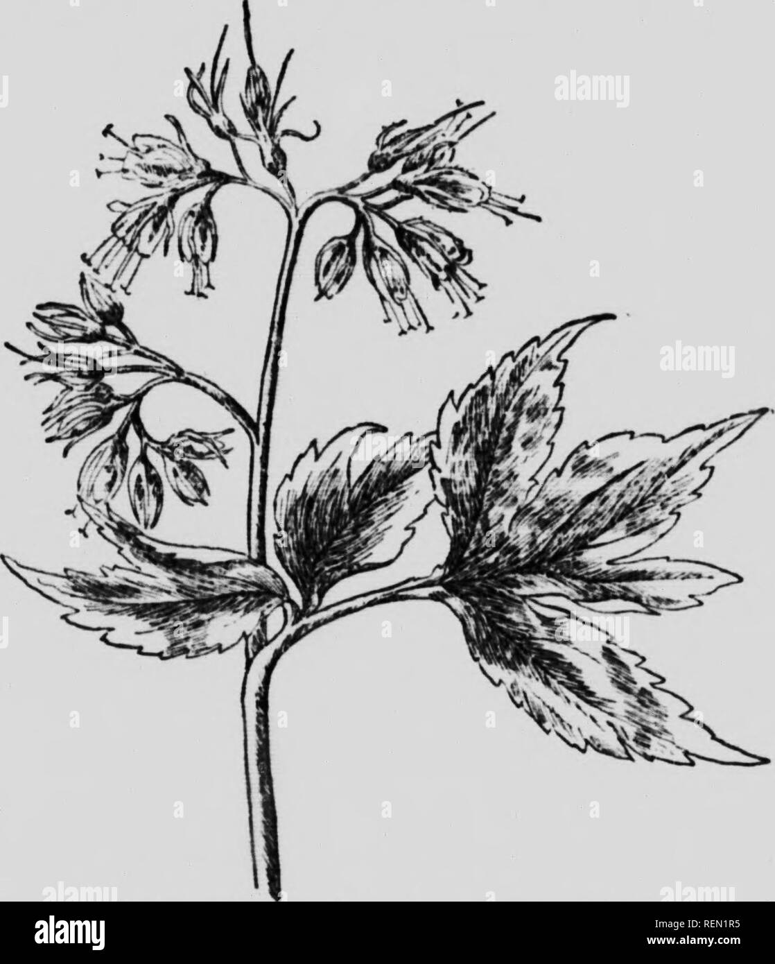 . Unsere frühen wilden Blumen [microform]: Eine Studie über die krautigen Pflanzen blühen im Frühjahr in den nördlichen Staaten und Kanada. Wilde Blumen; Botanik; Fleurs sauvages; Botanique. Wasser - Blatt Familie Obst.-Kapsel, Rlobosc, Größe der kleine Erbse, vier - gesät; nur eine der Samen in der Regel erreichen Perf'-Ktion. Die Bestäubung durch Bienen. Nektar - Lager. Hydrophyllum ist eine begrünte Anlage über einen Fuß hoch, bilden Kolonien und Gemeinschaften in feucht, schattig. Hydrophyllam. Uydrophillum Vinlnicum Orte, und blühen im Mai. Stängel und Blätter sind eher glatt, aber die Blume-Cluster ziemlich Borsten^^^ th Haare. Th Stockfoto