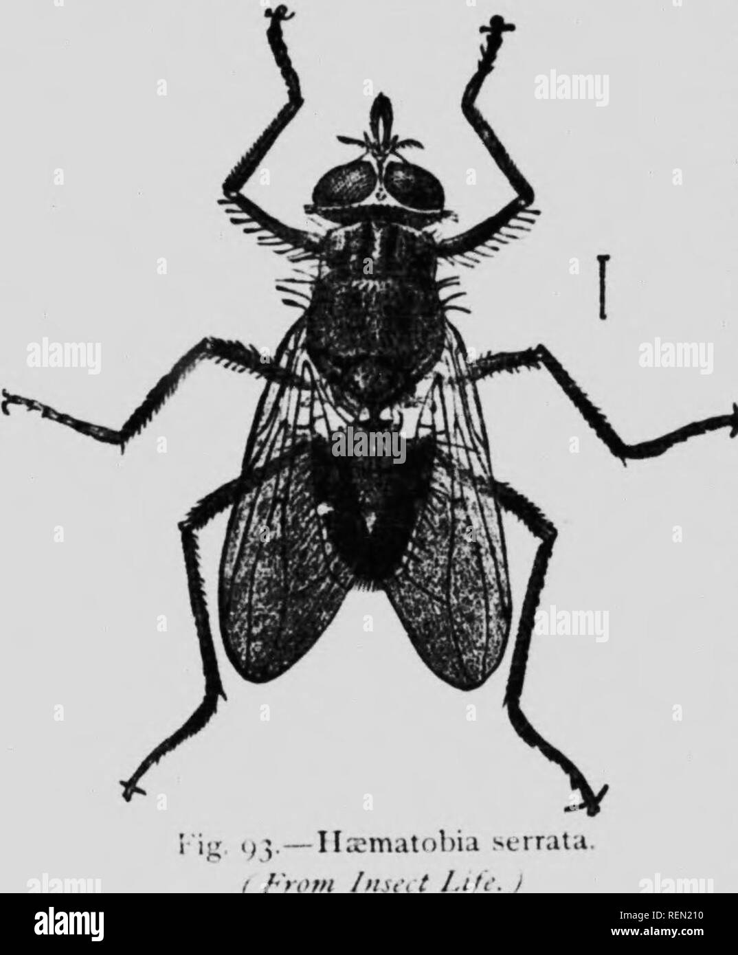 . Das Insekt Buch [microform]: Eine beliebte Berücksichtigung der Bienen, Wespen, Ameisen, Heuschrecken, Fliegen und anderen Nordamerikanischen Insekten exklusive der Schmetterlinge, Motten und Käfer, mit voller Lebensgeschichten, Tabellen und Bibliographien. Insectes; Insekten. Das HOi an'^H-FLIEGEN UND IN DER NÄHE VON BEZIEHUNGEN (Fatnily Miiscida.) Der Insekten dieser Familie bestehen aus Was könnte er bekannt als die typische True fliegt. Die Borsten der antennx ist federleicht und der Bauch ist glatt, bis auf eine bestimmte Anzahl von Borsten in der Nähe der Spitze. Die larviv in der Regel weiden auf verwesenden tierischen oder pflanzlichen Materie, reichlicher auf Stockfoto