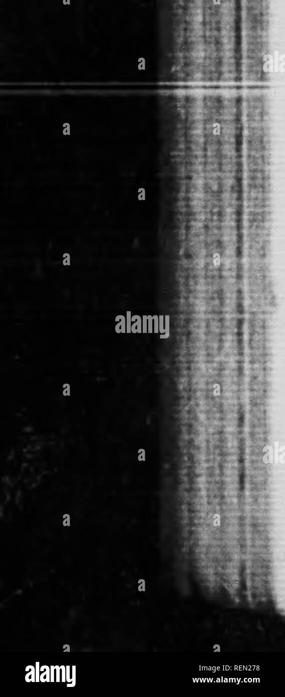 . Leitfaden zu den Pilzen [microform]. Pilze; Pilze; Champignons; Champignons. 148 Leitfaden zu den Pilzen Wi. Stammzellen - 2 t Zoll lang bis t") 1 l-2 iiu-Lics dicke siiglitly ahove iipwird verjüngend, weißlich, Dot ted mit t (idish (Hits: gelb an der Basis ohne d eharaeteristie witliin, Zinn unterscheiden. Kin ^.- Keine. Voha. Keine. Geruch: Mild. Geschmack. - MM. Lebensraum. - Offene w ("Ods, ijuitc t sind cjii. nt. urov iu^einzeln, August und S (pteniher. Fry t sind ciuent Ir. Neue Kngl ind. Essbar. roni Steinpilze felleus (Hull) "Bittere Steinpilze." Cap.-.'J bis S Zoll hroad,; "rly Plaur. Auch, unterschiedliche Stockfoto