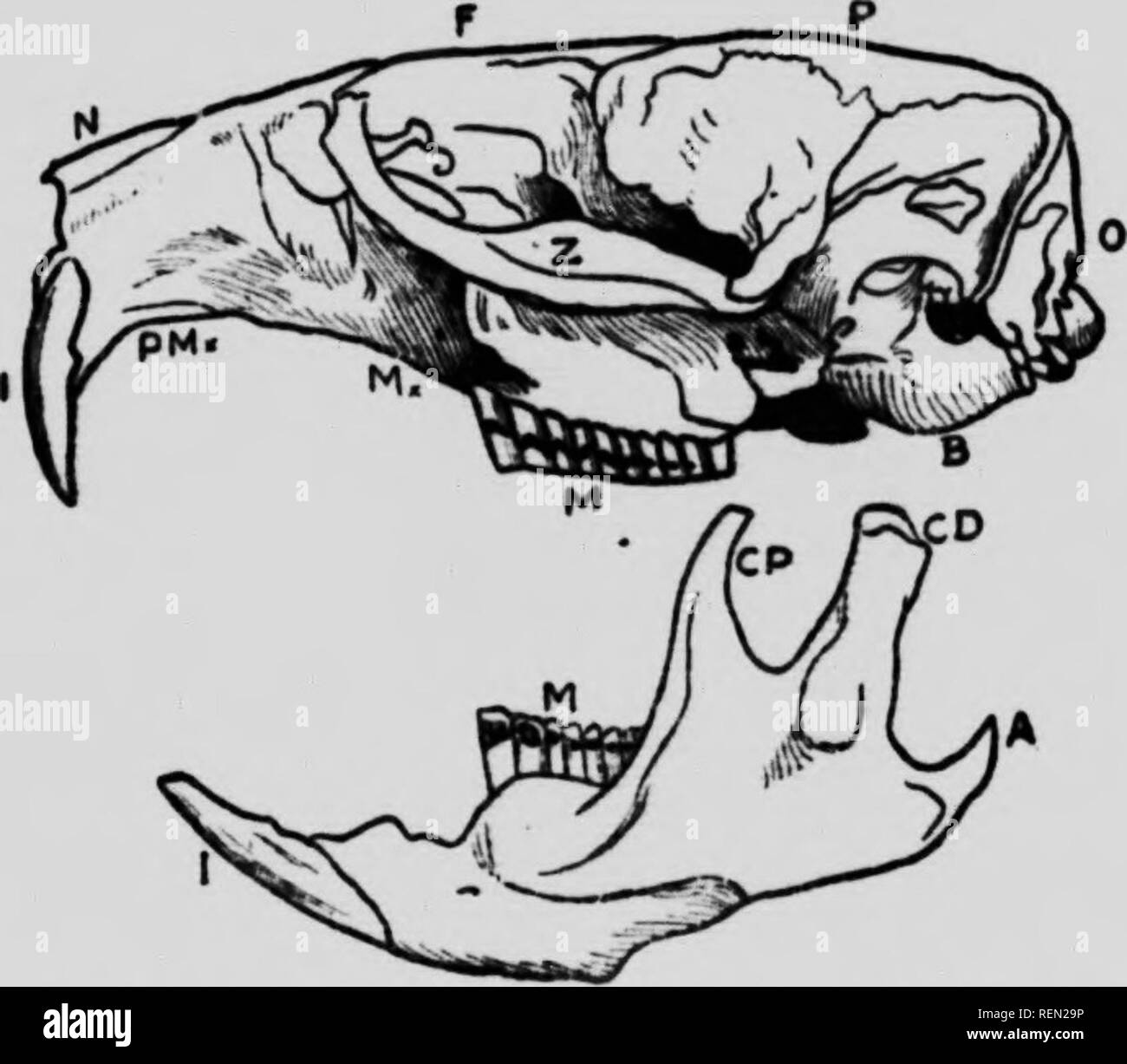 . Amerikanische Tiere [microform]: Ein beliebter Leitfaden für die Säugetiere von Nordamerika nördlich von Mexiko, mit intimen Biographien der bekannten Arten. Säugetiere; Tiere; Mammifères; Animaux. latioduetiaD der Schädel der Oberkiefer umfasst, die nasalen Knochen, um die Nase und die großen Augenhöhlen. Die Knochen bildet das Dach der öffnung bilden die Gaumen und denjenigen, die. Schädel und einer Seite des Unterkiefers von Moschus Ratte. N nksal. P frontale P panetal. O Okzipitalen. Z tygomatic Arch. B audita! Bulla Mx maxillaris PMx pretnaxillary. Ich Schneidezähne. M molaren CP Coronoid Prozeß. CD condy Stockfoto