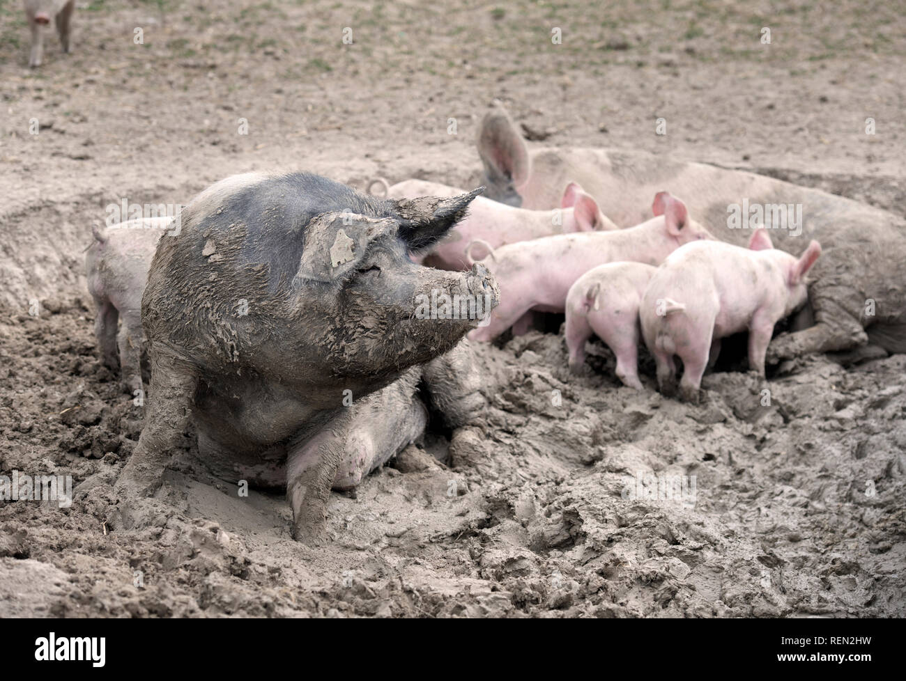 Ein saddleback Sau und Ferkel Genießen der Schlamm auf einer organischen Die schweinefarm Bio-Bauernhof in Wiltshire, Großbritannien Stockfoto