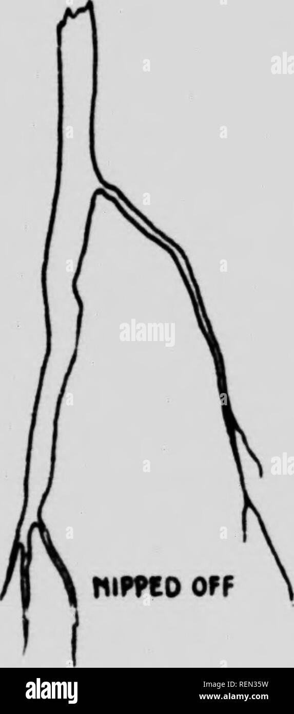 . Die Erdbeere root Dickmaulrüssler (Otiorhynchus ovatus Linn.) in British Columbia [microform]: Mit Hinweise auf andere Insekten, die erdbeerpflanzen im unteren Fraser Valley. Erdbeere - rüsselkäfer; Schädlinge; Insectes nuisibles, Lutte contre les; Anthonome de la fleur de fraisier; Erdbeeren; Fraises. 23 Im Frühling, eine befallene Bereich kann in einiger Entfernung erkannt werden Die Blätter der betroffenen Pflanzen vertrocknen und witlier, über die allgemeine Farbe grau zu befallen. Die Triebe sind kurz und verkümmert, und die Beeren sind klein und schlecht geformt. Drei Arten von Larven der Schädigung des Stockfoto