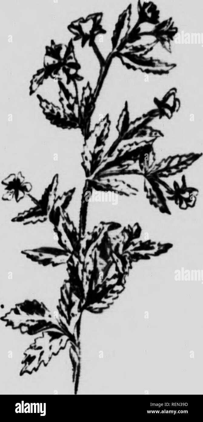 . Gemeinsame Unkraut von Kanada [microform]: ein Pocket Guide. Unkraut; Mauvaises herbes, Lutte contre les; Unkraut; Mauvaises herbes. Vhm.uw AviiN. S liium slriclum. (. Es ich ICkHCT. KulKiU. iiK Ni. RWAV KFOII CINUL'. Ich "liliHlillit Xarvegird. 11.) KRIiCT, ROIKUI. Oder NORWEGEN CI. NQUIvKOII, Topf en til la Norvei/ICU, (L). wl,?Â°Â°*i i"''"""""""^- schaft. Krc-ct, (i-24 iiiclics, l. rancliingal. Uvc-Er' ich!;;;;;;;;/"""""/"""""'^'';'" -&gt; • verlässt. Stellvertreter siipu spät. ,, Almate. Drei leatlels âf. Merkblätter.. Vate - t. lâng bin carsclv Ripp Blumen. - Gelb, Stockfoto