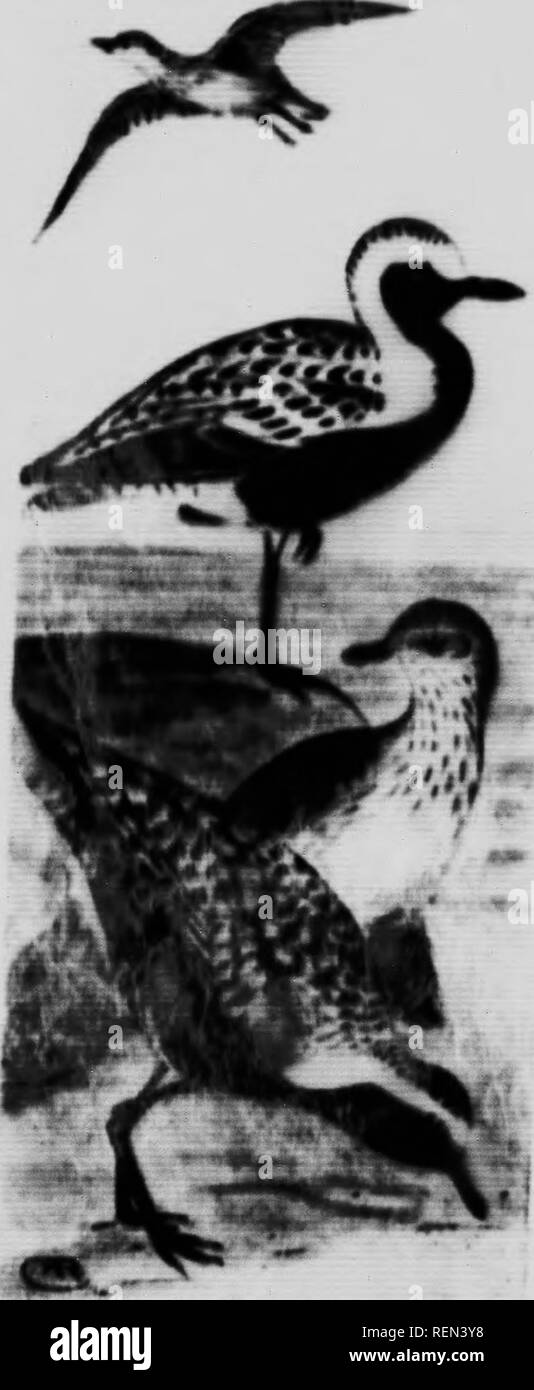 . Die kanadische Vogel Buch [microform]: Zur Veranschaulichung in natürlichen Farben mehr als sieben Hundert nordamerikanische Vögel: auch mehrere hundert Fotos von ihrem Nest und Eier. Oiseaux; Vögel. Schwarz-heltled PIov&lt; Onliiin Plover. '• Rn'iilsh t, urr. ThiH liundHoiiie Vogel in etwa der gleichen Größe ein, die HLA-. k-bpllle. 1 Plover (10 5 Imhes lang) Keine hind Zehe. Ha&lt; k und Schwanz gesprenkelt mit schwarzen und gelben: unten, mehr oder leHit völlig schwarz zu den "ll. ^ ouHK und Winter Adultenh mehr oder weniger apot Ted mit gelben und blaikUh - braun oben und denen der Hlaokbellied Regenpfeifer sind blark Thl".. m^L^1!' K ^^y Stockfoto