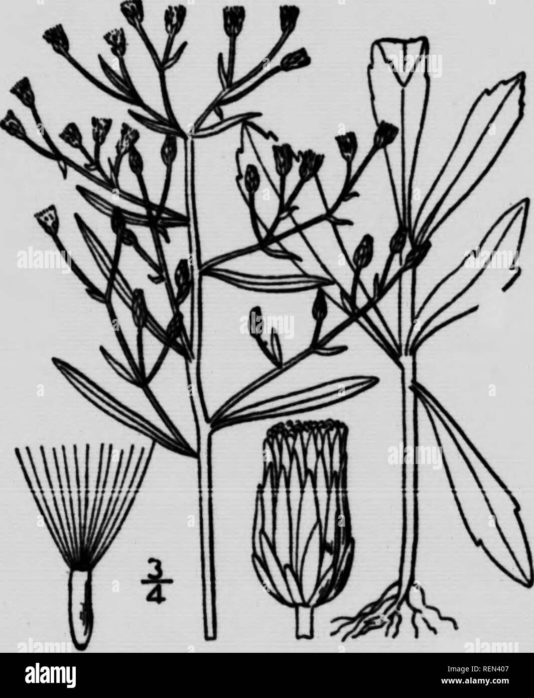 . Unkraut der Farm und Ranch [microform]. Sols; Unkraut; Bodenbearbeitung; Mauvaises herbes. Ein Eingeborener phrnb wächst in der Prärie bis zu einer Höhe von zwei oder drei Füße, und, soweit der Anbau nicht thor-Ough, weiter zu leben und Ihre root-Aktien durch den Boden ausbreiten. Die Behandlung sollte eine gute saubere Sommer - fal - niedriger als für die Rose Bush. Berufskraut, oder BERUFKRAUT-^ njcron Canadensis, L. Eine native jährliche und Win-ter jährliches Wachstum von sechs Zoll auf mehrere Fuß in der Höhe und manchmal als "FIREWEED" bezeichnet. Die Blüten sind in zahlreichen kleinen Whit - ish Köpfe und ihre Samen werden durch den Wind verbreitet. Cu Stockfoto