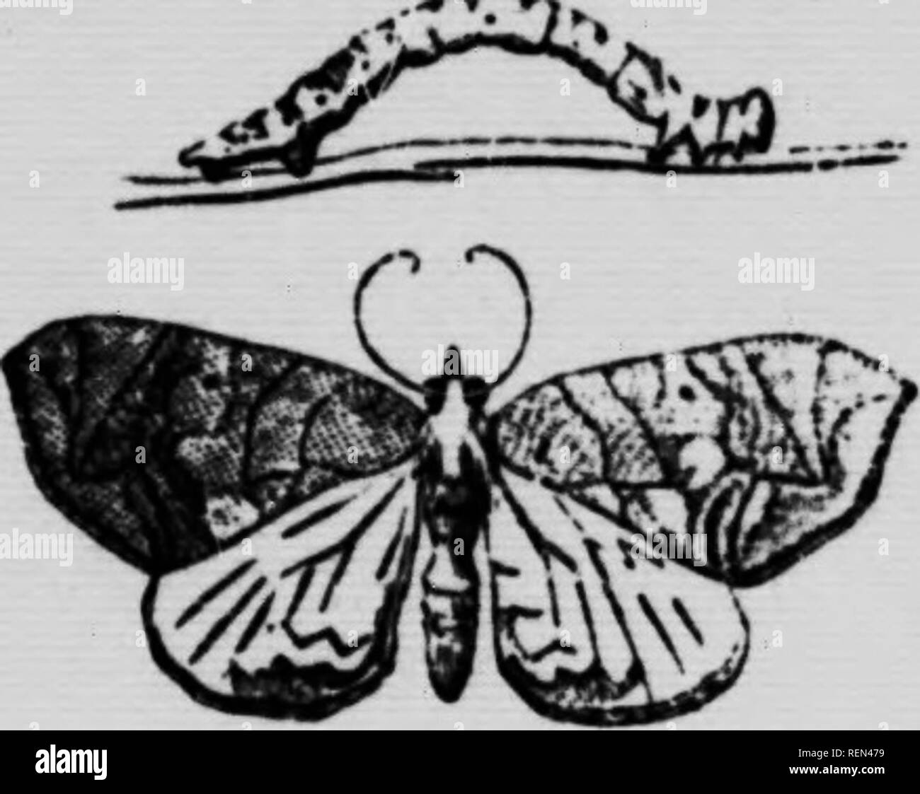 . Gemeinsame Insekten, Bäume [microform]. Schädlinge; Früchte; Insectes nuisibles; Obst. 40 spicuously mit orange geschmückt. Die ndult Motten sind sehr schön sie zahlreich genug sind, Aufmerksamkeit zu verlangen. ^ othi caterpirrs' von 'r' rH '''''f''T*^°™''^ CATERrMu.AKs. Eine Reihe von Raupen anderer kmds von Motten Feed auch auf die Blätter des irrine tcomJ ^ rmS^''^'" "''^P^^^", "^"'^'^' "Ich^^" -''- ^.^v ar?. i'E mal so zahlreich geworden, dass Spritzen mit Paris Grün. t "HLL"^. Bitte beachten Sie, dass diese Bilder aus Scann extrahiert werden Stockfoto